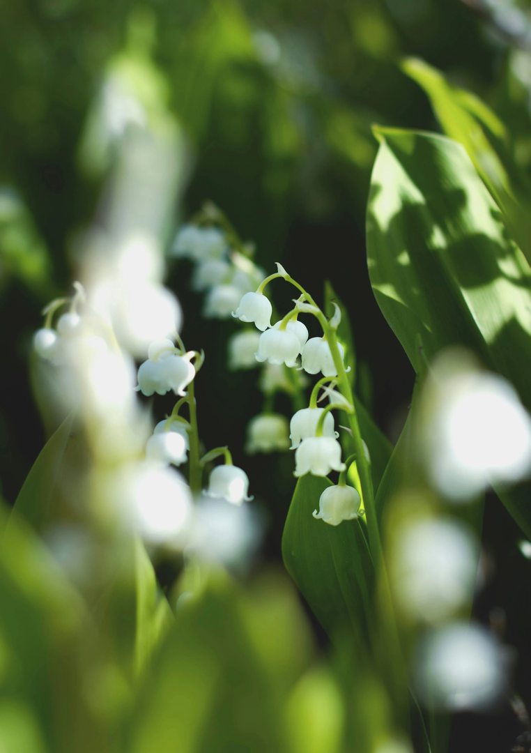 Symbol of May. The most beautiful spring flowers - lilies of the valley ❤️.  | © Unsplash / Anna
