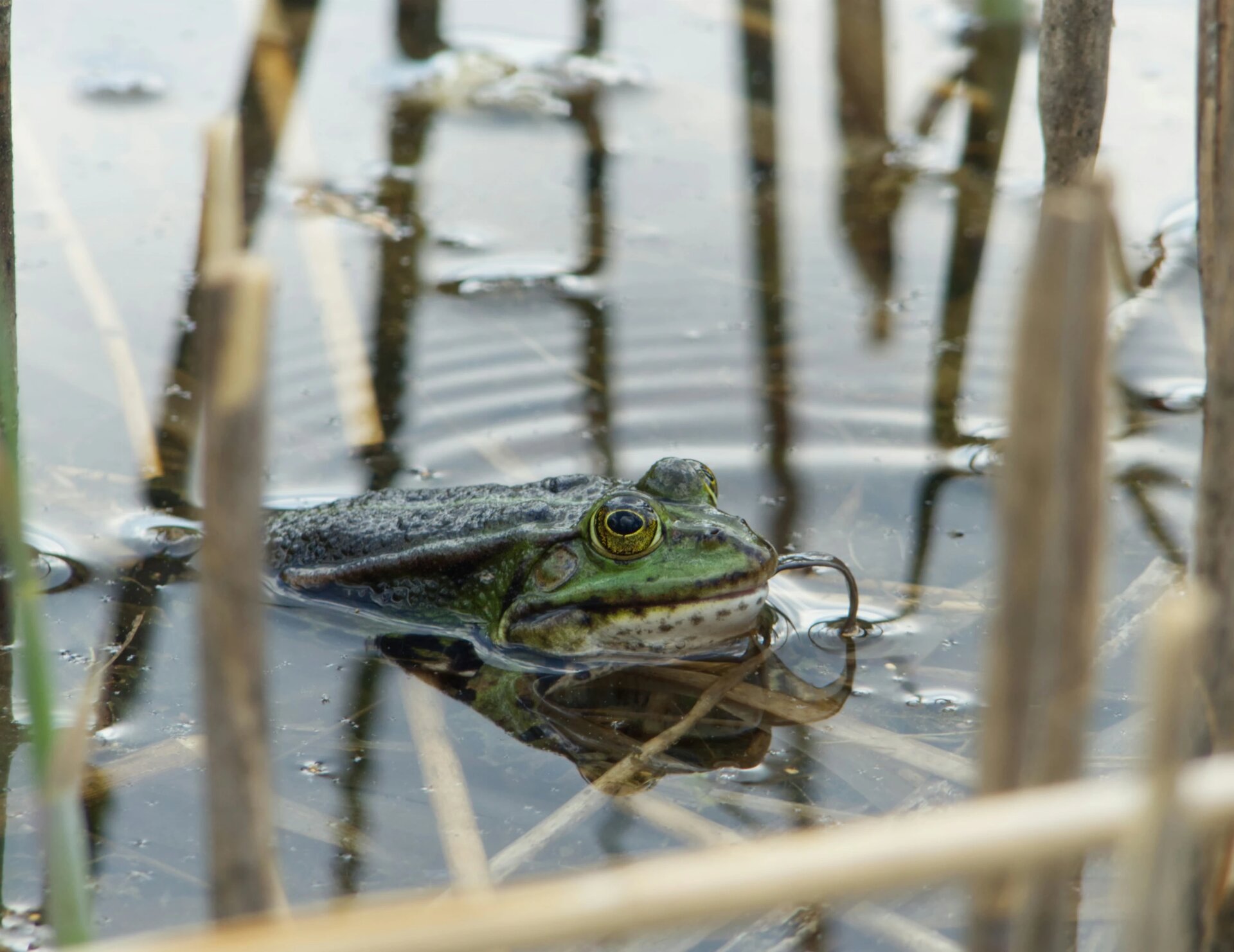 Green frog in the shore area with visible tongue