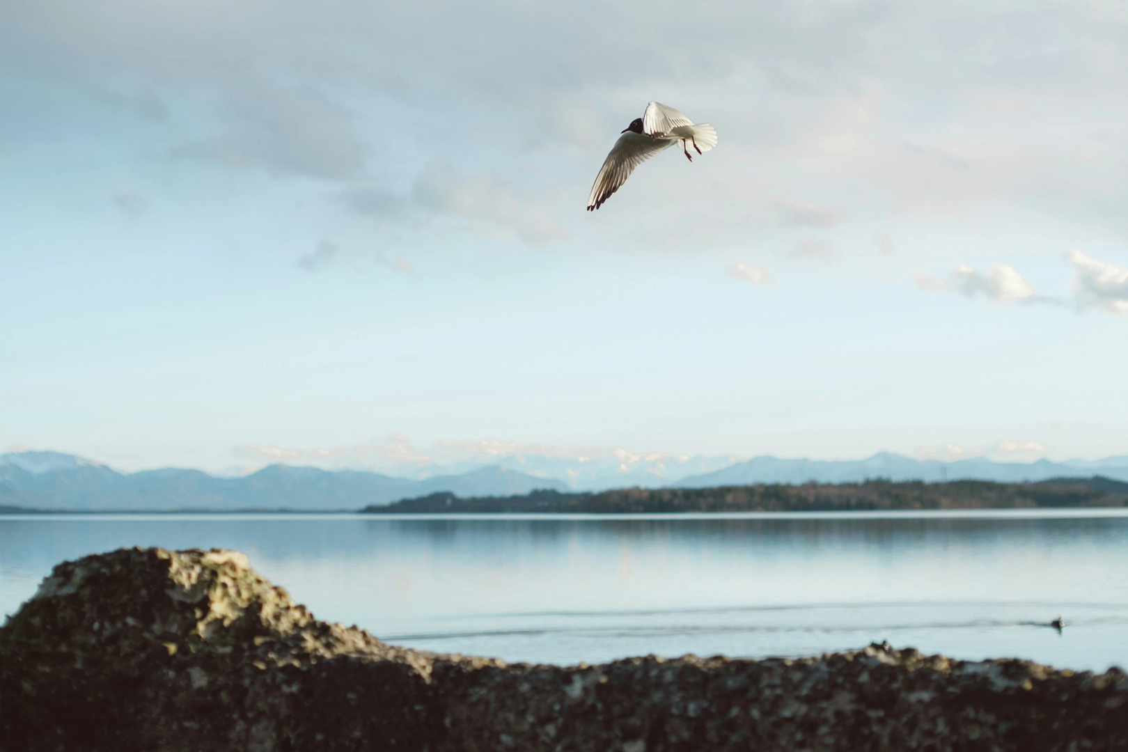 A Bird over Lake Starnberg near Munich with the bavarian Alps in the background. | © Unsplash / Yves Cedric Schulze