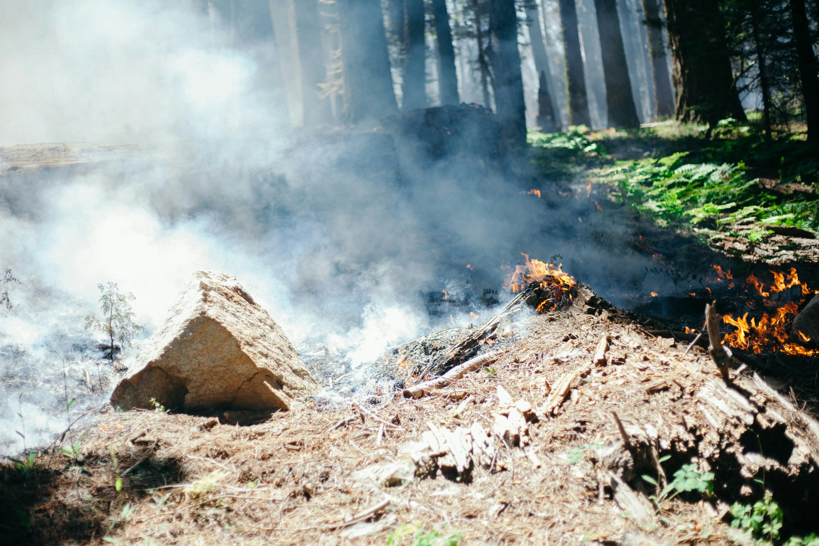 Controlled burns and forest fire in Sequoia National Park | © Unsplash / James Fitzgerald