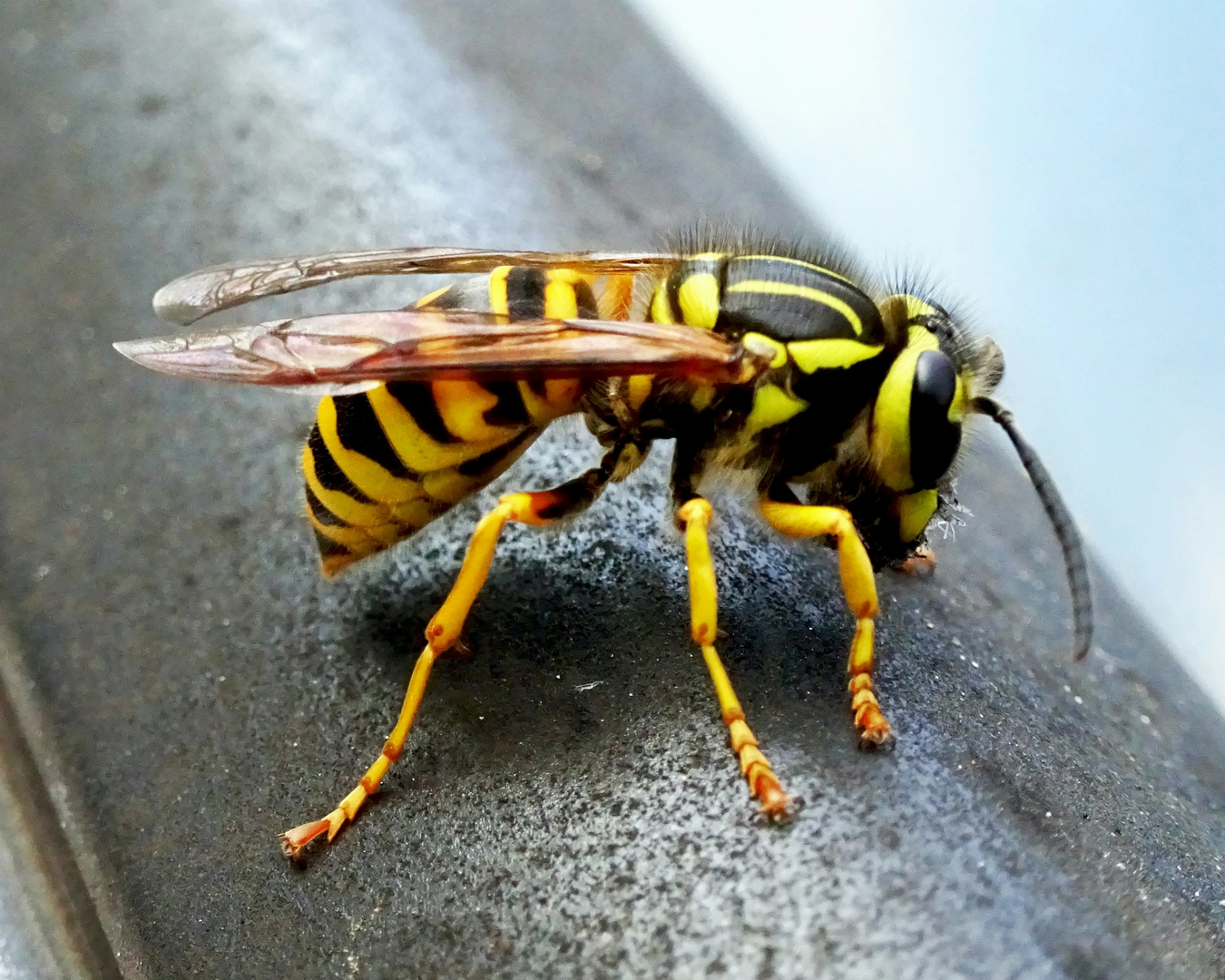 Yellow jacket poised on car window seal | © Unsplash / Wally Holden