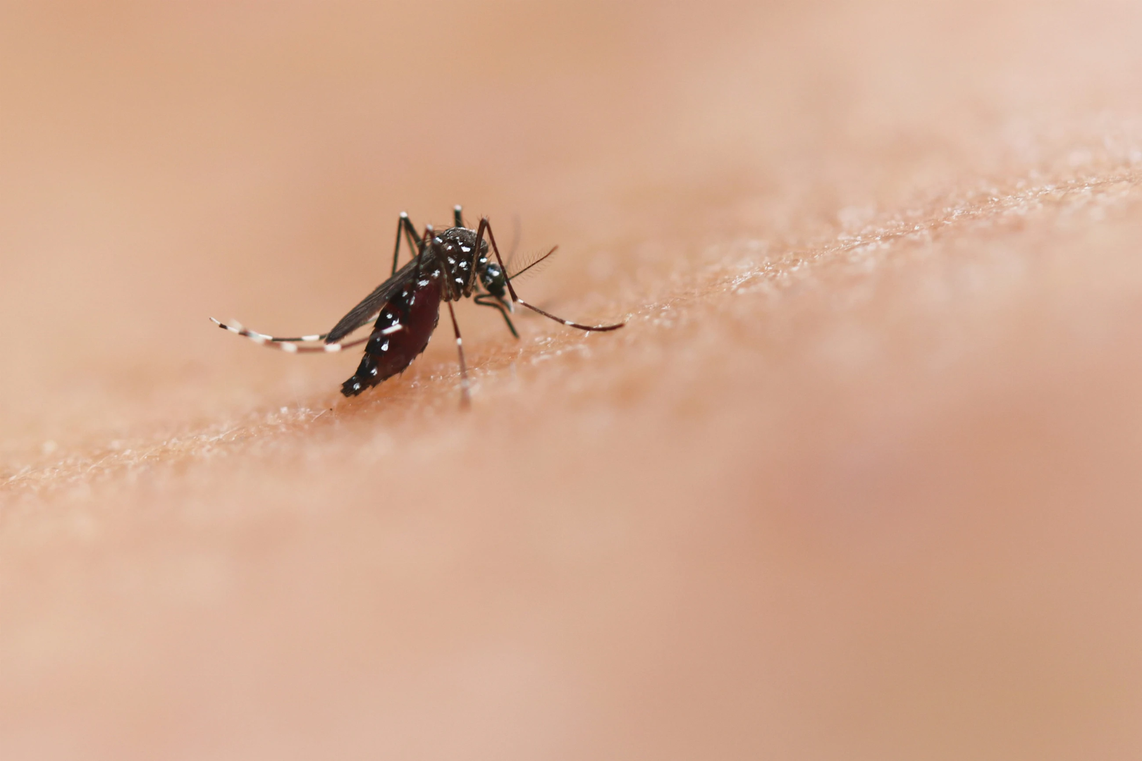 Aedes Mosquito Bite by an Aedes mosquito. This species can transmit diseases such as chikungunya, dengue, and Zika. Credit: NIAID https://www.flickr.com/photos/niaid/45847886074/ | © Unsplash / National Institute of Allergy and Infectious Diseases