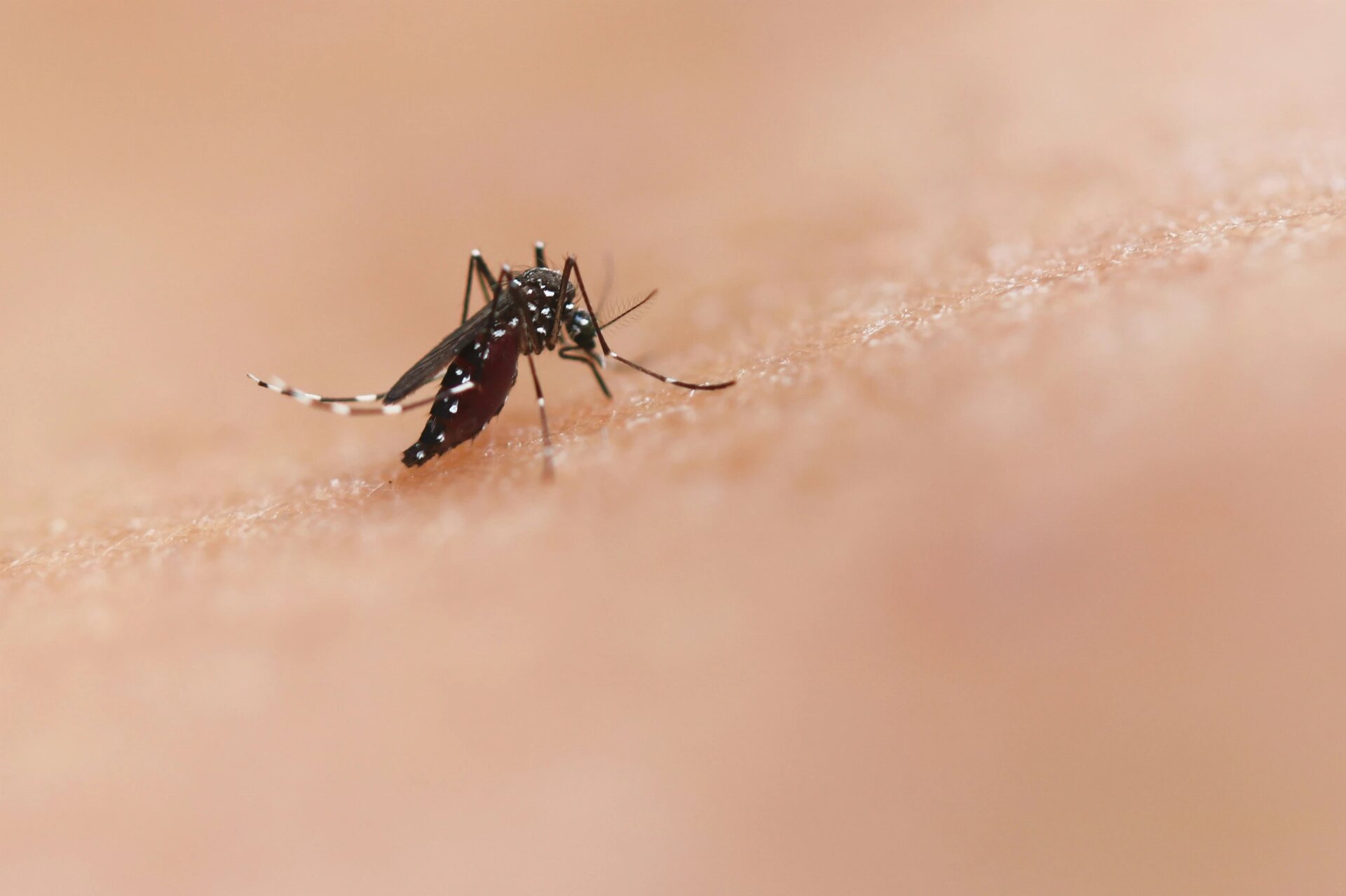 Aedes Mosquito Bite by an Aedes mosquito. This species can transmit diseases such as chikungunya, dengue, and Zika. Credit: NIAID https://www.flickr.com/photos/niaid/45847886074/