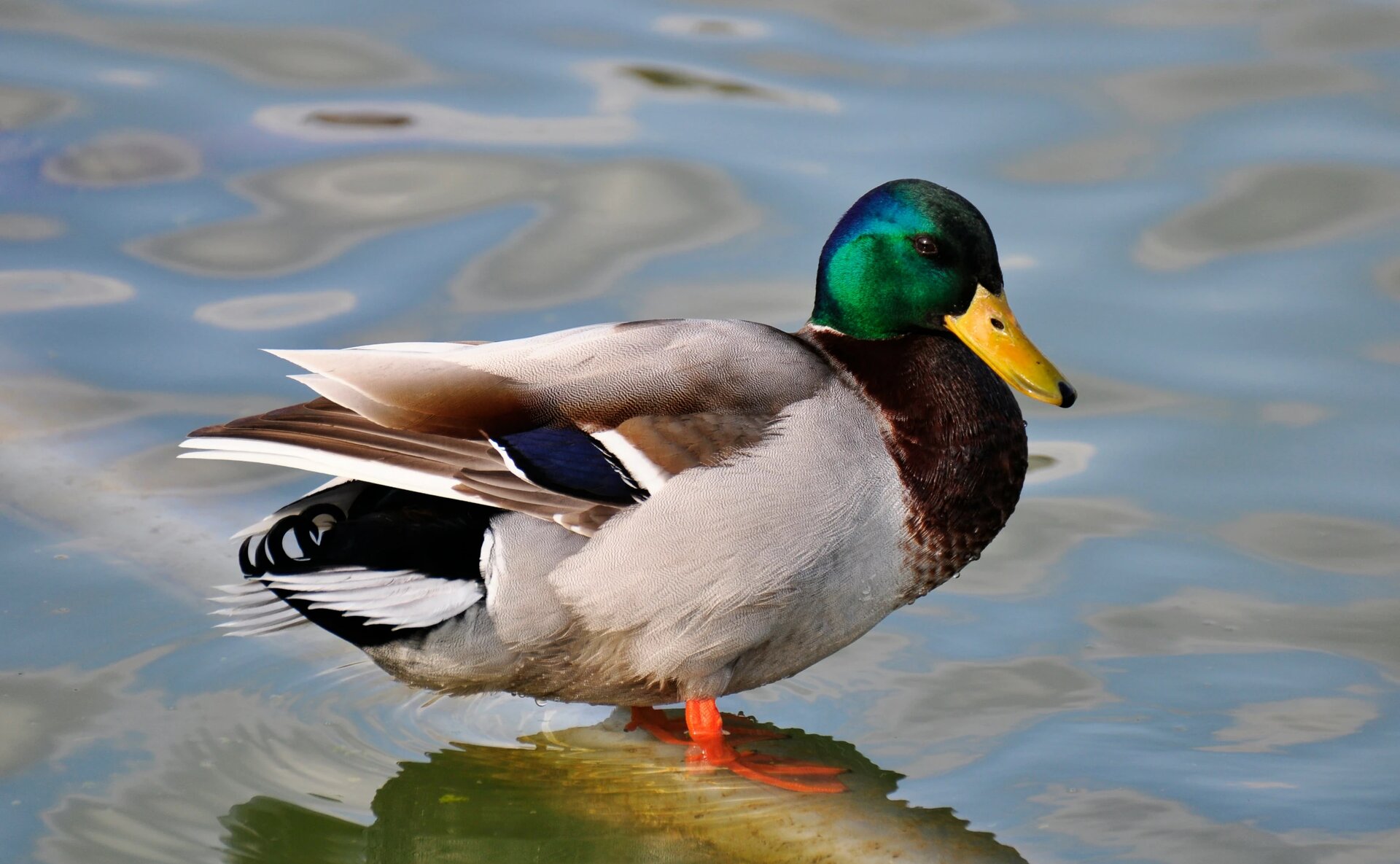 Duck standing in water