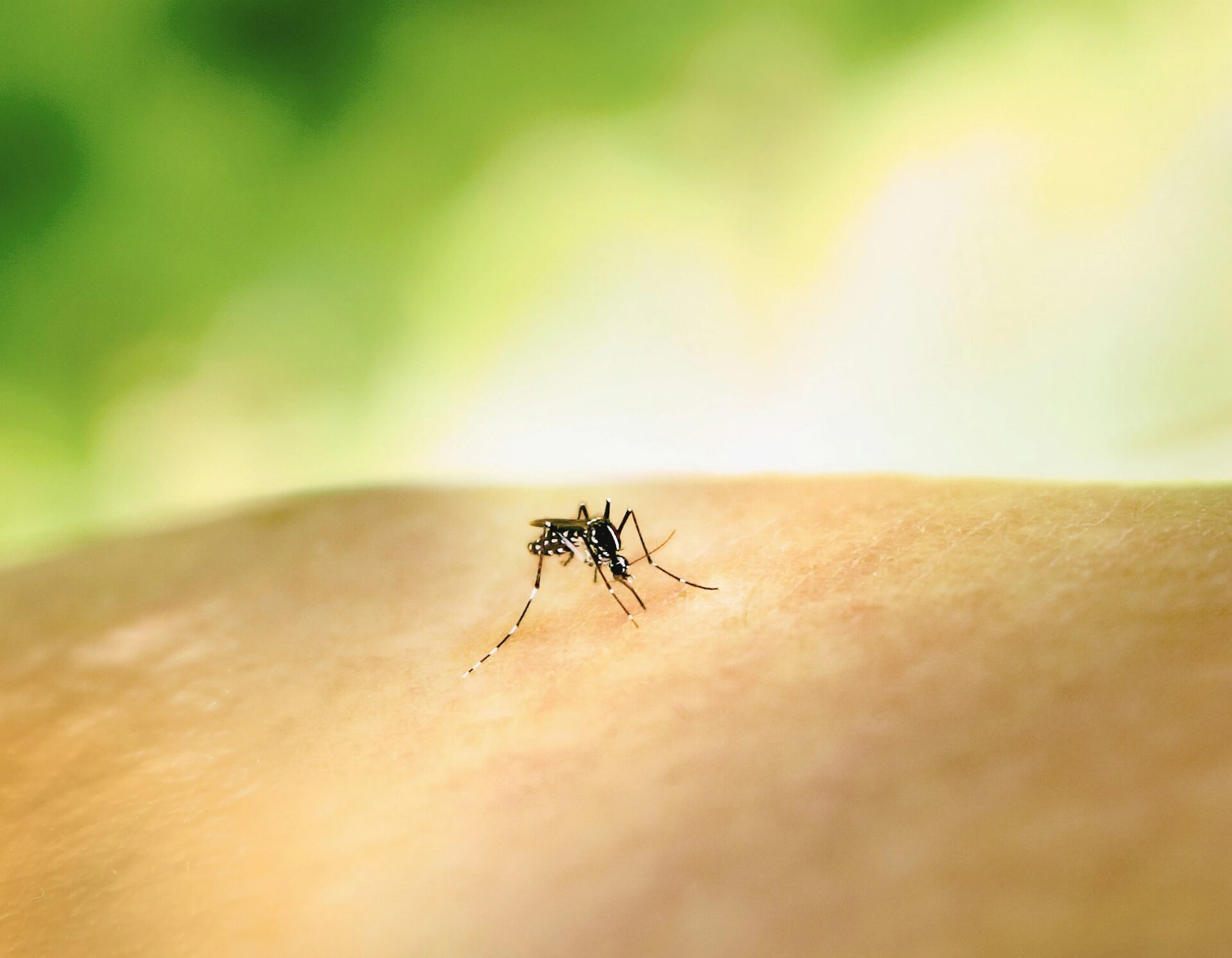 Aedes Mosquito Bite by an Aedes mosquito. This species can transmit multiple diseases. Credit: NIAID https://www.flickr.com/photos/niaid/53043229279/