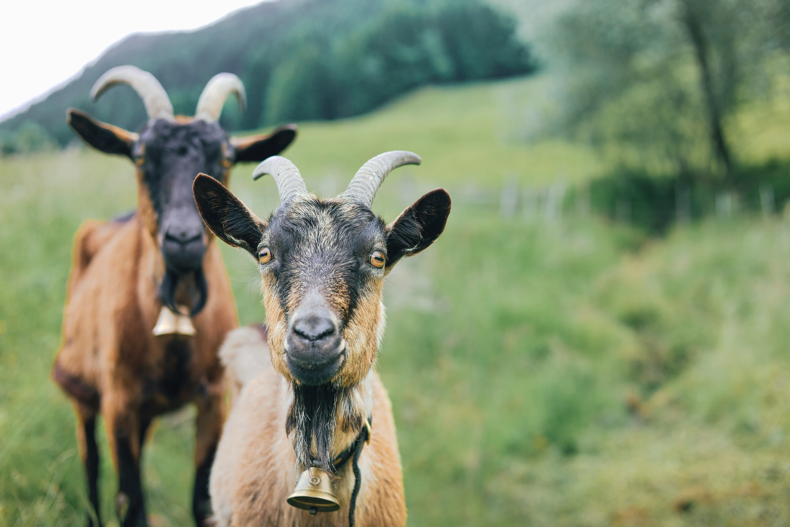 © Unsplash / Studio Lichtfang