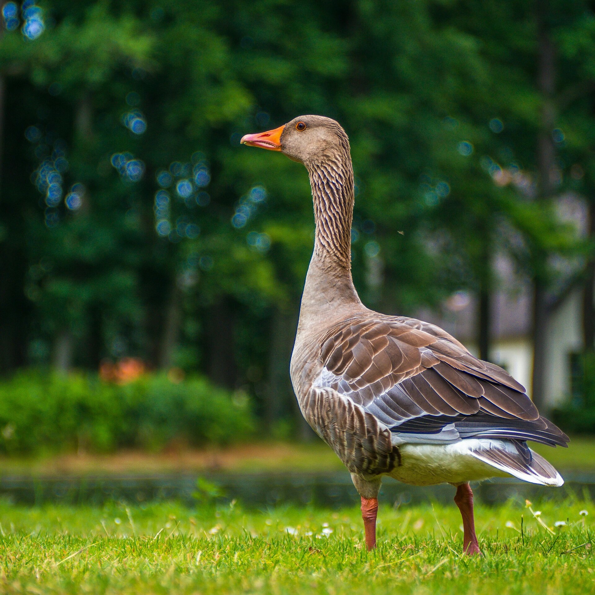 Also called Grauwe gans (dutch) or Anser anser (latin). Greylag goose. 
I saw this one in a park in my hometown Vaassen.