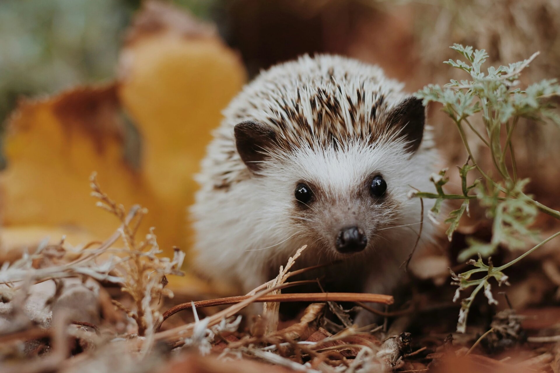 tigger, my hedgehog, in some autumn leaves 