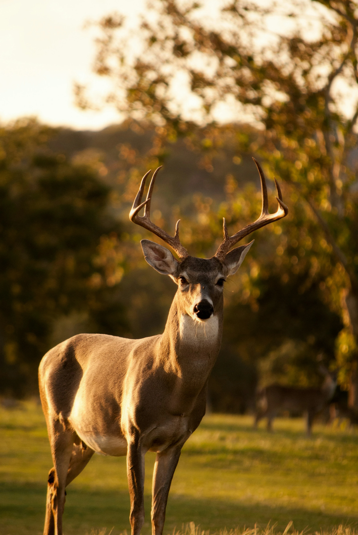 In New Braunfels, Texas, the deer often flood the golf course and surrounding residential yards around sunset. The locals feed them, and they love the grass on the golf course. This buck was kind enough to pose for me long enough to take several shots. He looked so regal that I couldn’t resist him, and I loved the symmetry of his antlers. | © Unsplash / Laura College