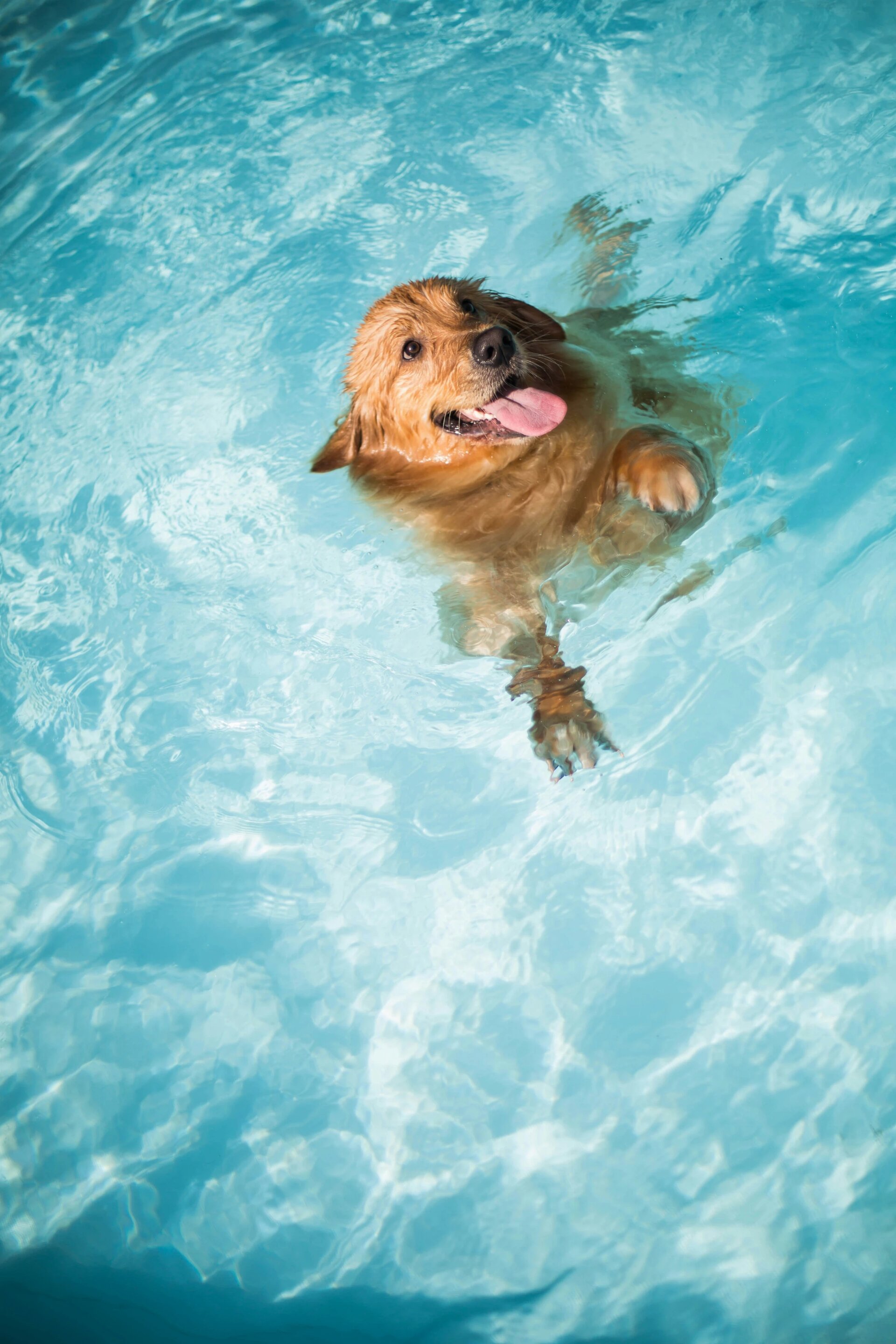 Dog swimming in pool