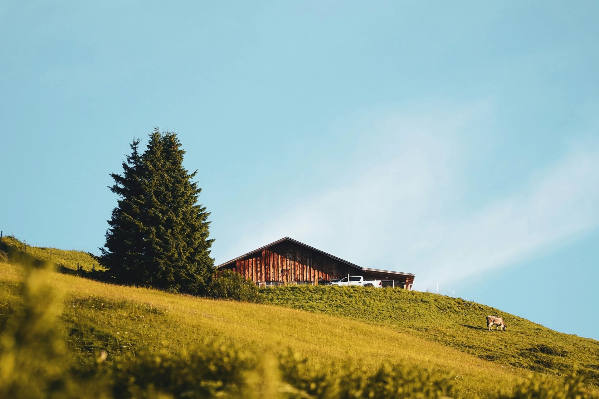 A tree, a hut, a cow, a car.