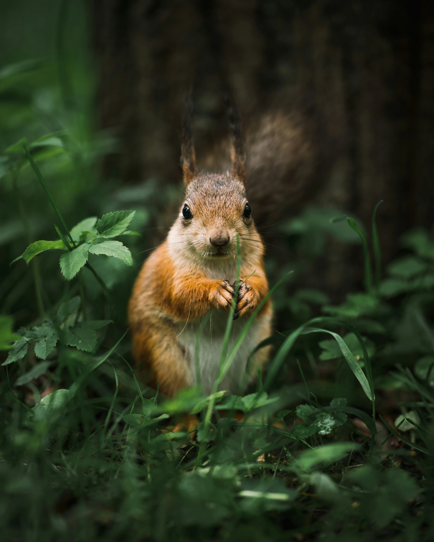 My favorite squirrel photo:) | © Unsplash / Andrey Svistunov