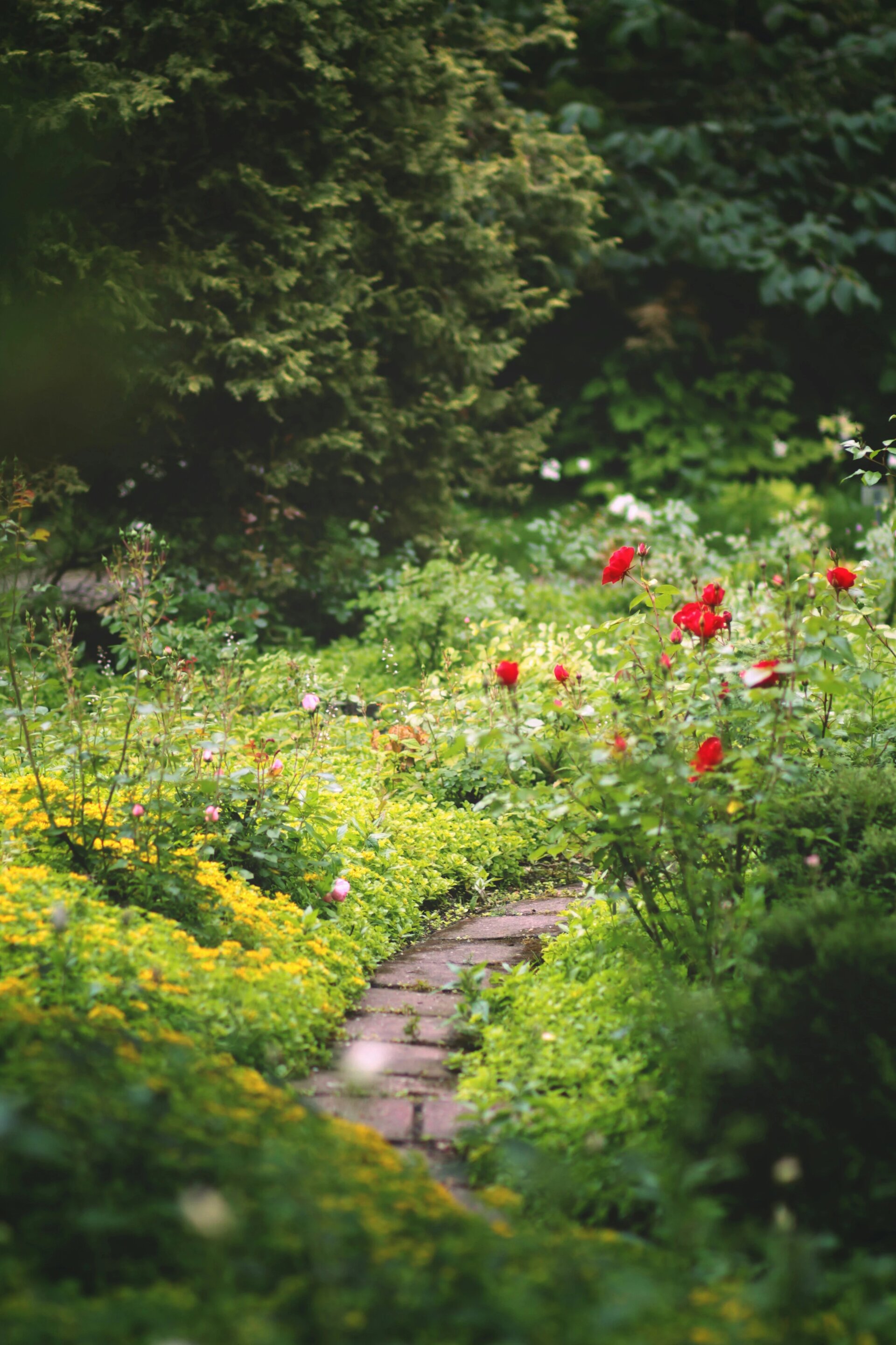 Brick path in the middle of flower fields in botanical garden