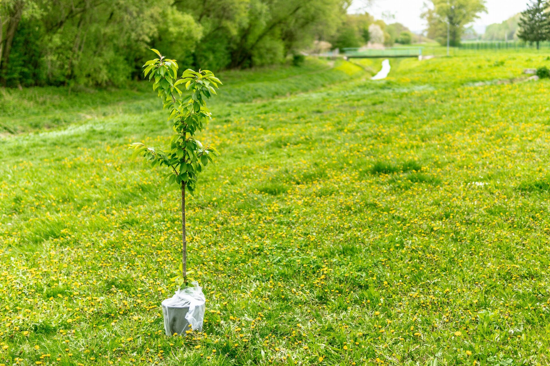 A moment before planting the tree
