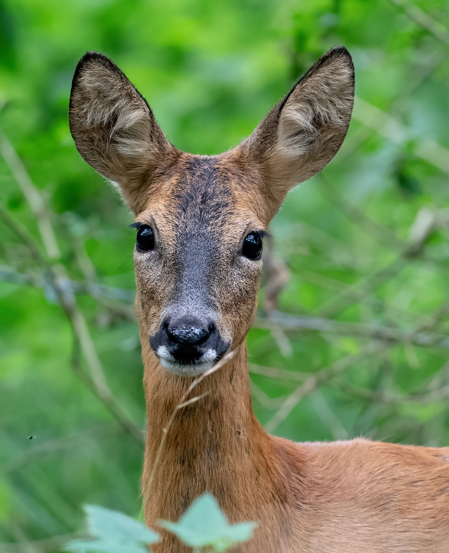 roe deer portrait
 | © Unsplash / Bob Brewer