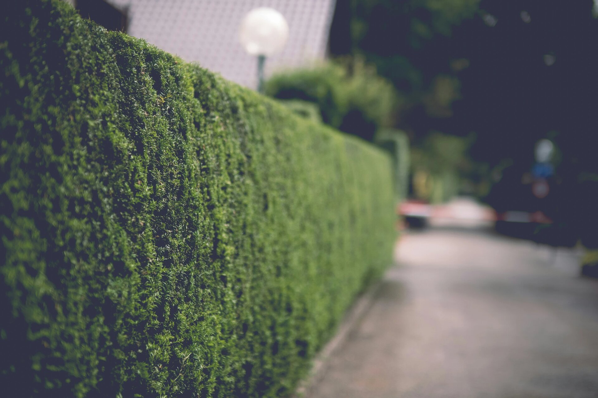 photo of a green hedge