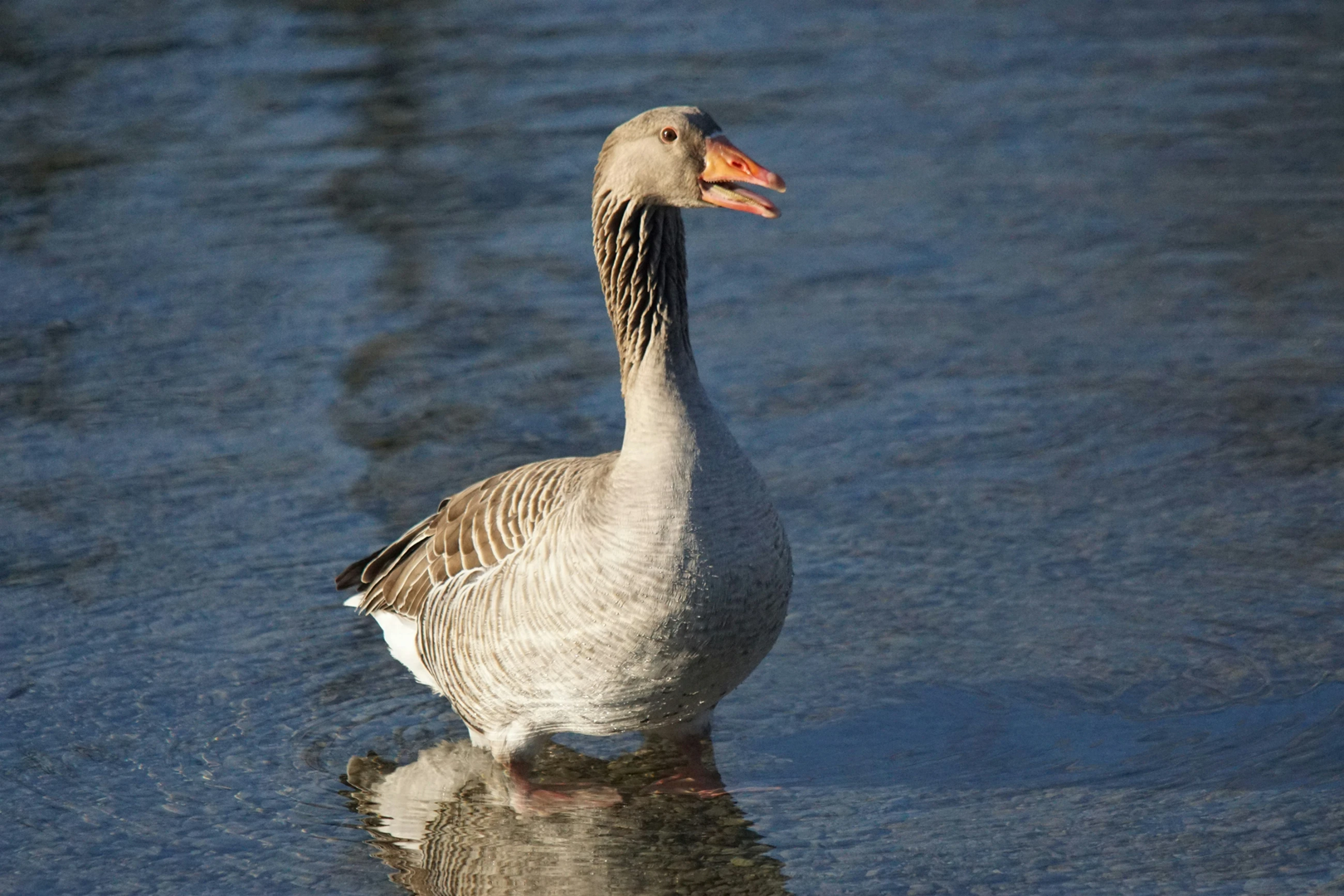 Graugans steht Wache | © Unsplash / Walter Brunner