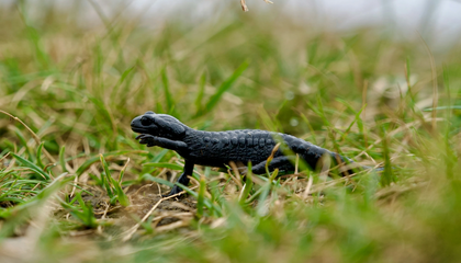 © Unsplash / Tim Wilson