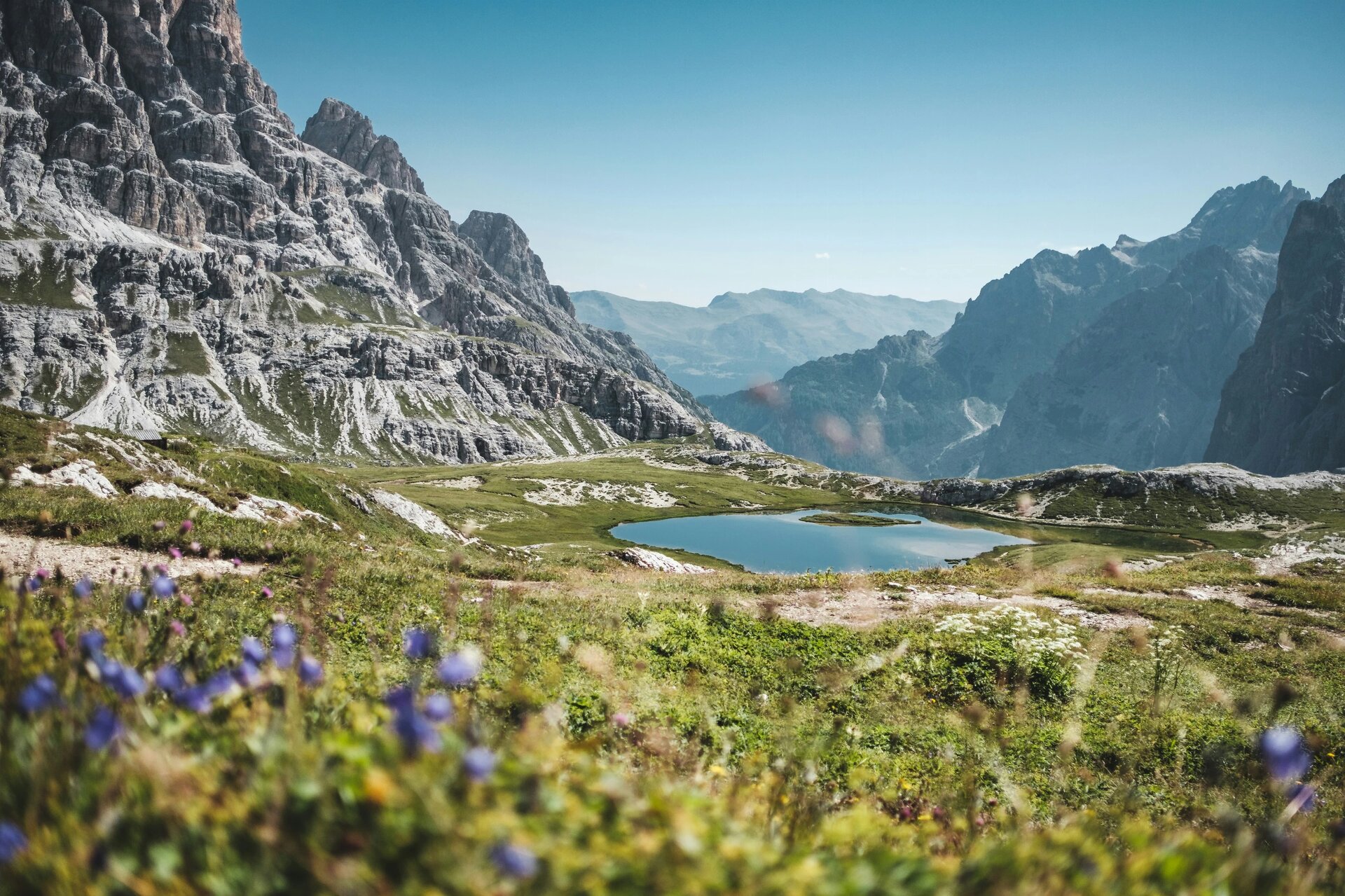 Flowers near mountain lake