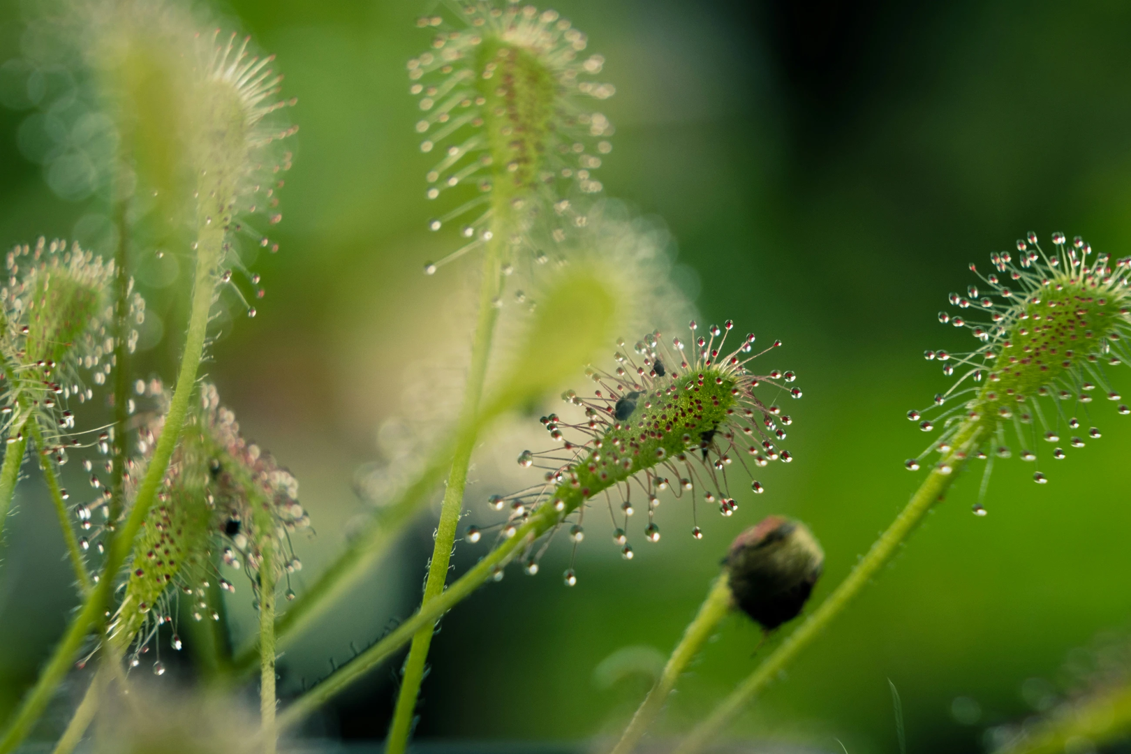 Drosera Nidiformis | © Unsplash / Théotim THORON