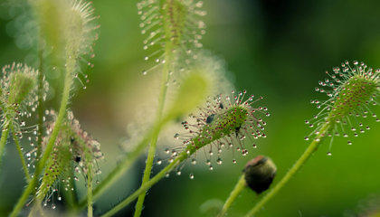 Drosera Nidiformis | © Unsplash / Théotim THORON
