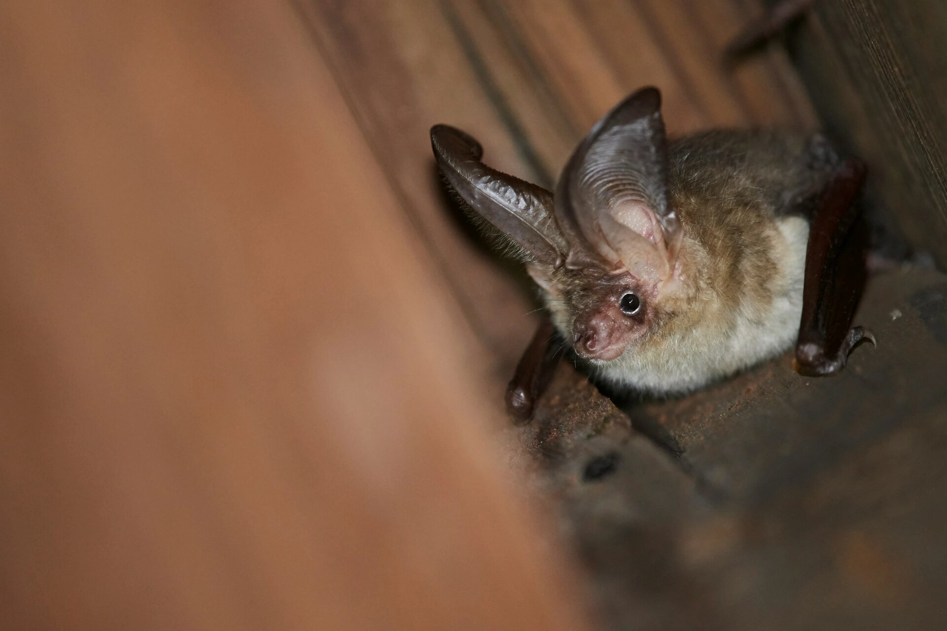 Plecotus auritus - Brown long-eared bat, a common bat species throughout Europe