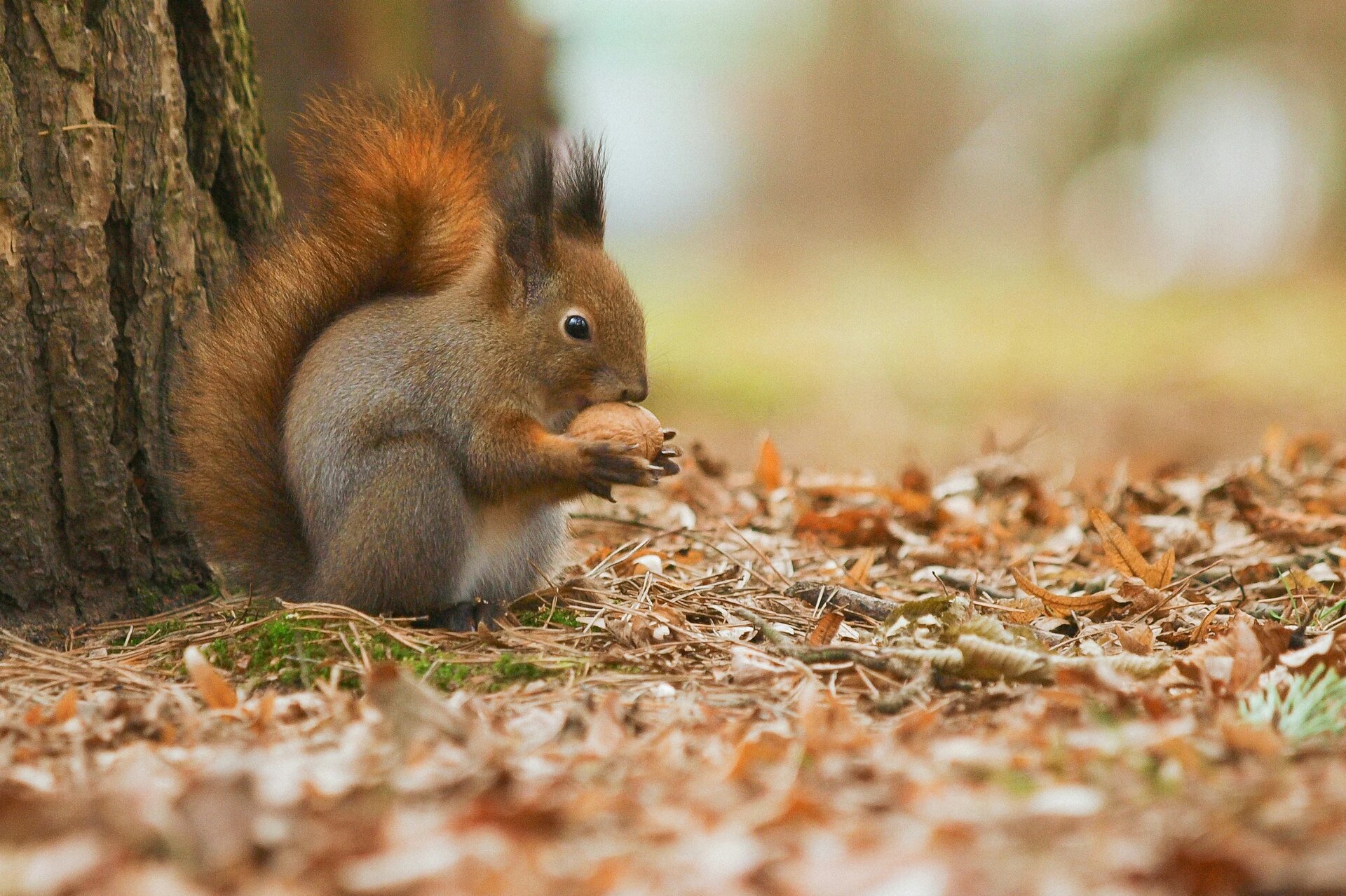 ruda wiewiórka z orzechem włoskim