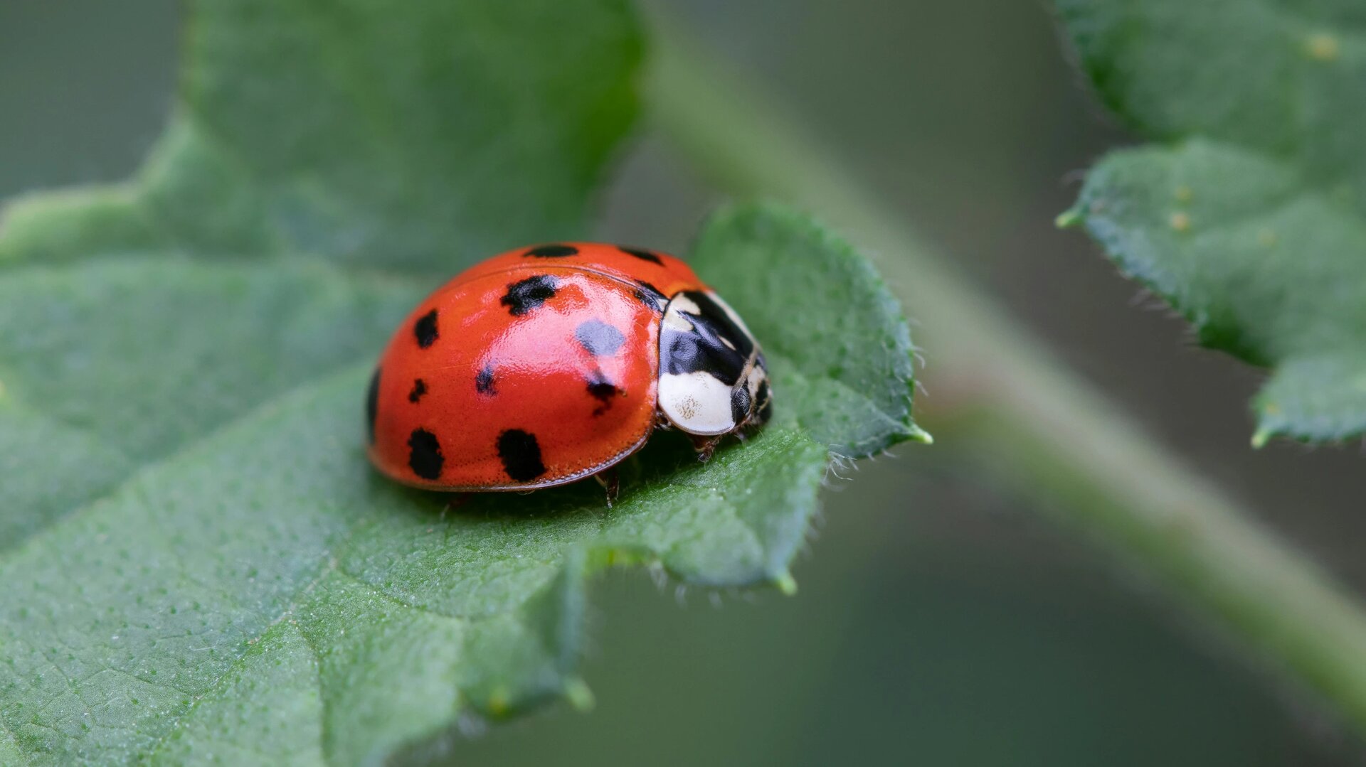 Red ladybird
