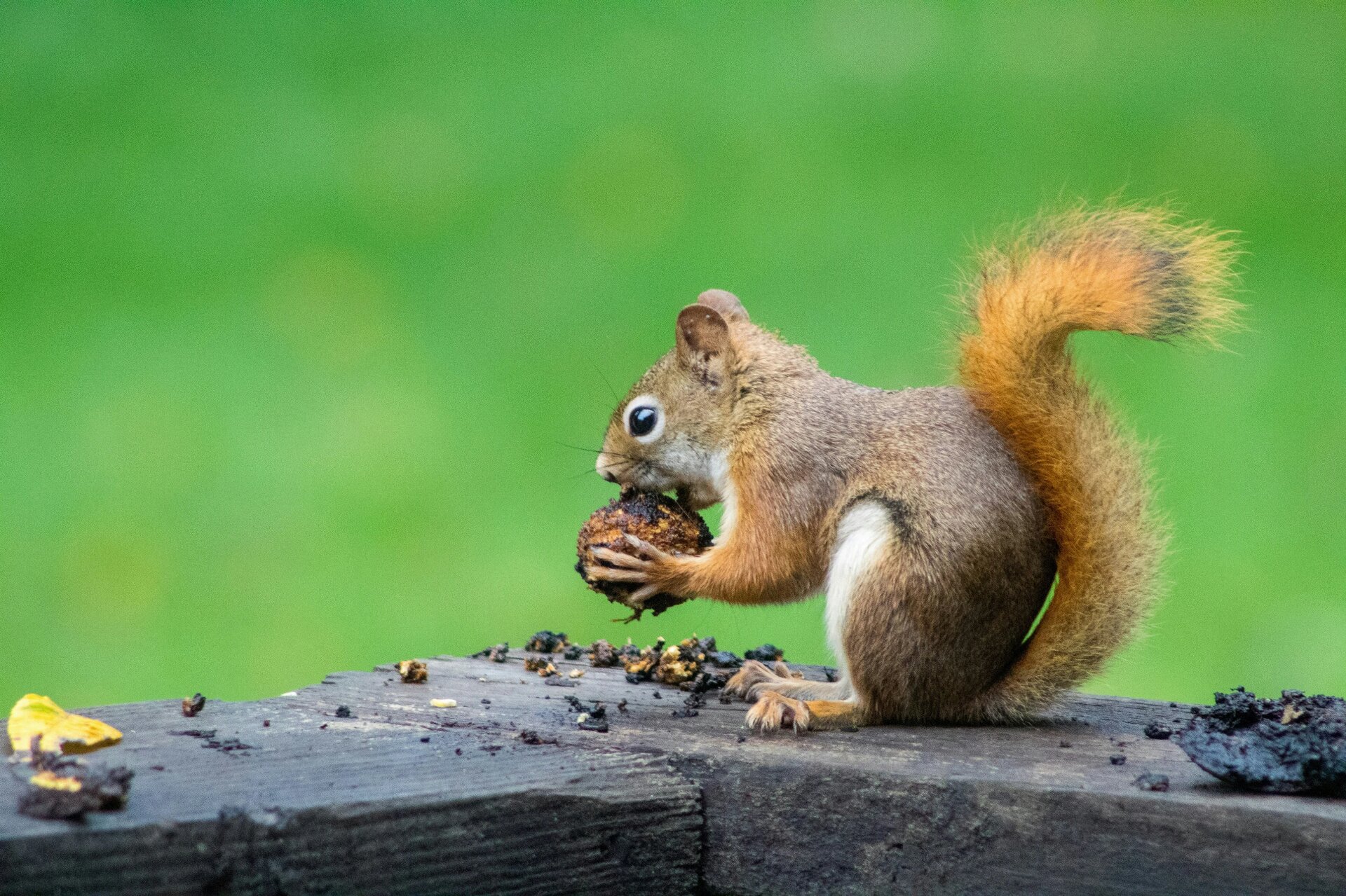 We were enjoying a cup off coffee early one morning when this little guy jumped up on the back porch and began to snack on some walnuts.