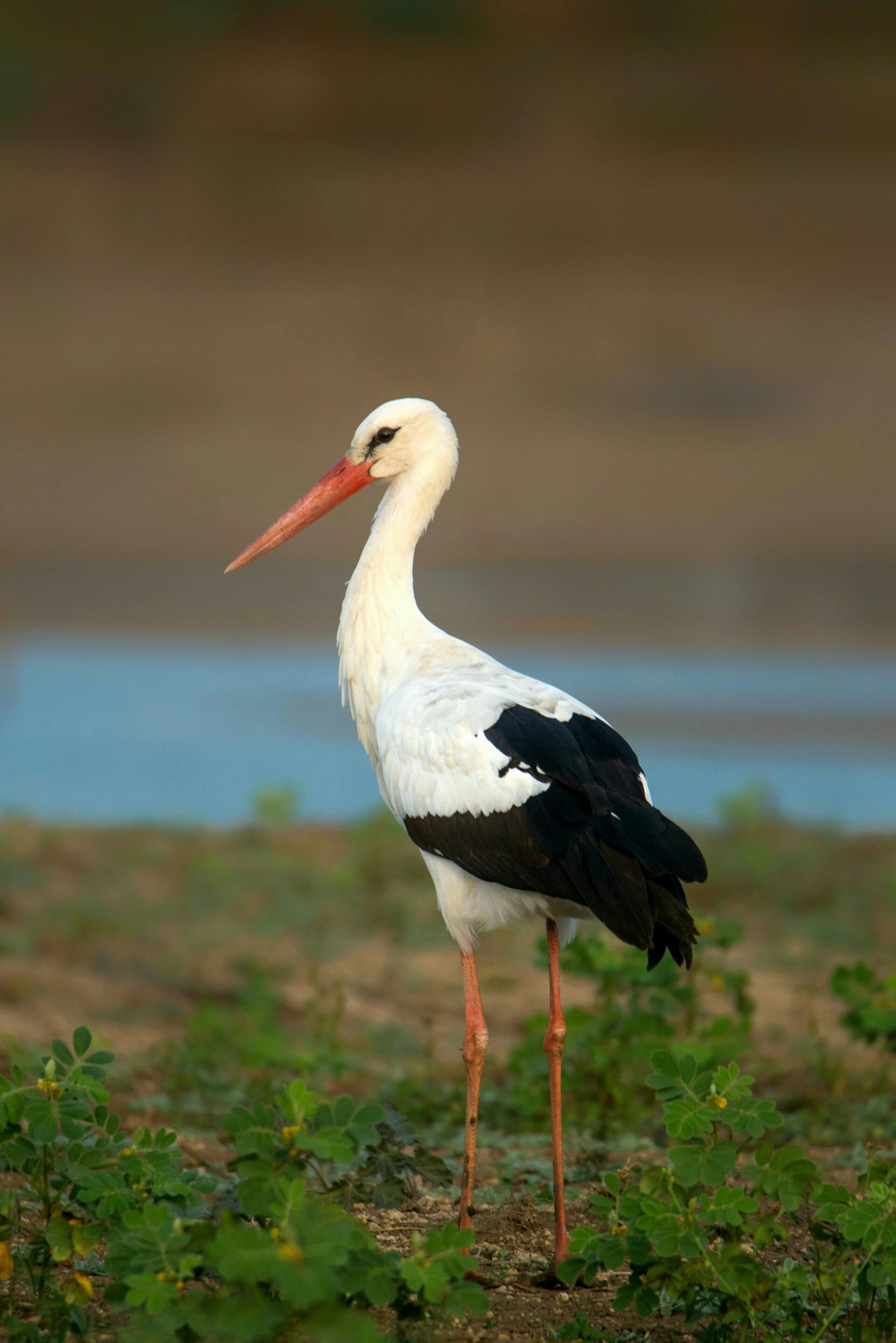 White Stork