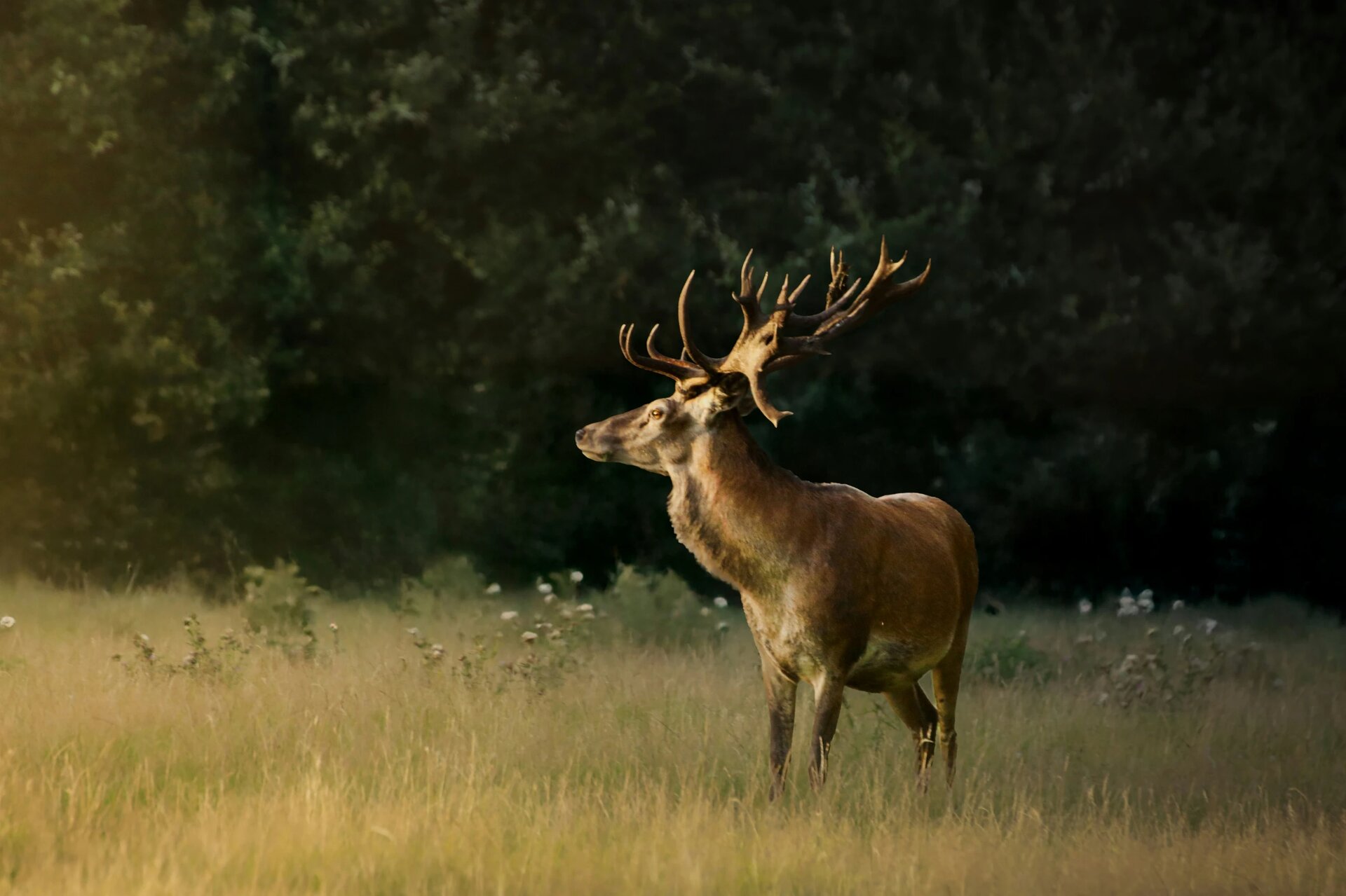 Majestic red deer stag standing in a sunlit meadow, its impressive antlers prominently displayed against a dark forest background. The warm evening light highlights the animal’s rich brown fur, creating a striking contrast with the soft green grass and blurred foliage in the distance.
