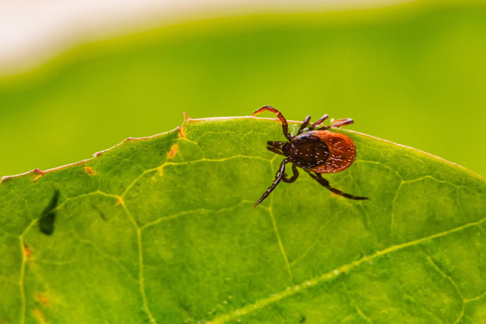 Deer tick (Ixodes scapularis)