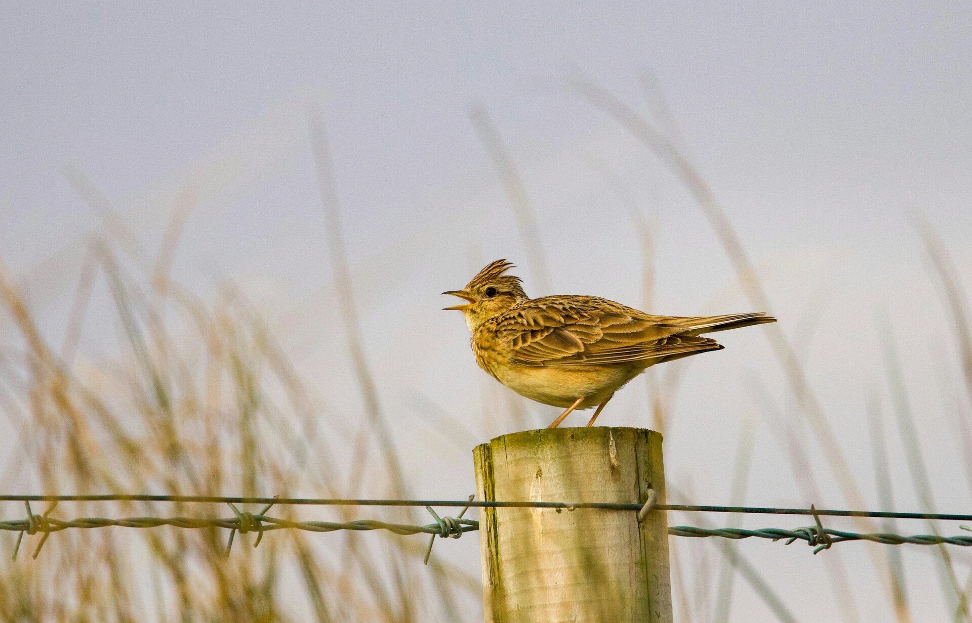 Singing Skylark