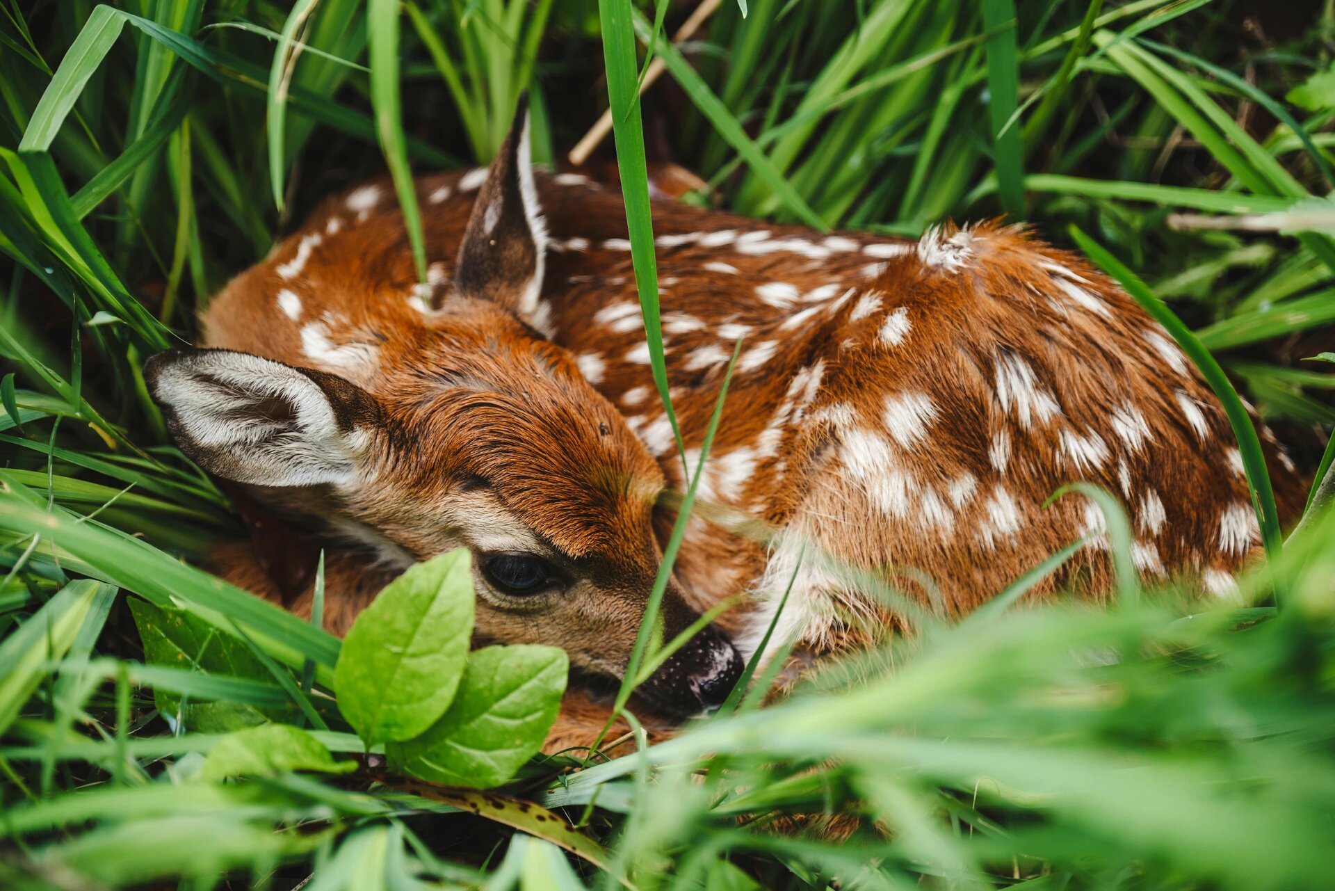 A newborn fawn, nestles in the grass