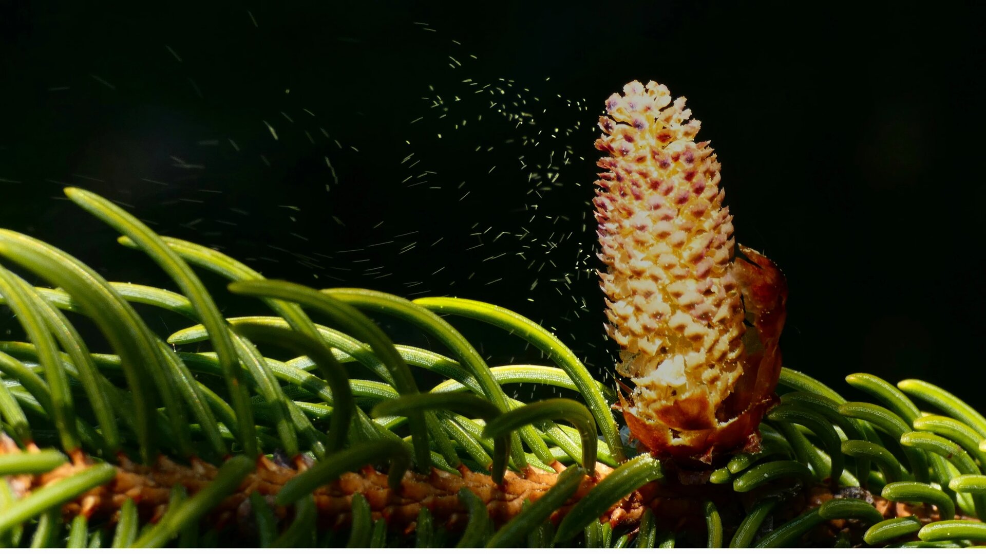 Pollen flying in the wind from a fir bud