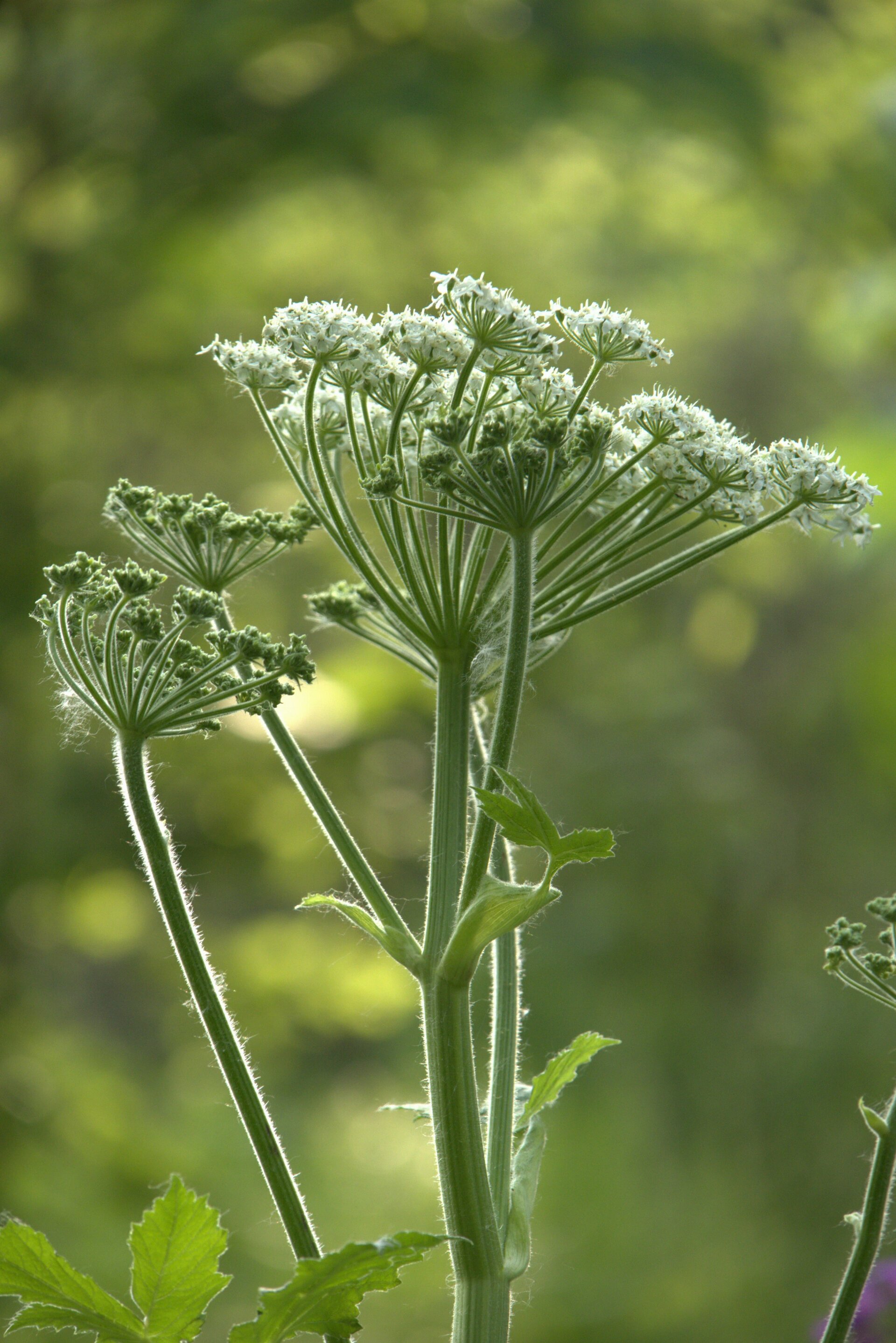 Wild Parsnip Flowers in Bloom