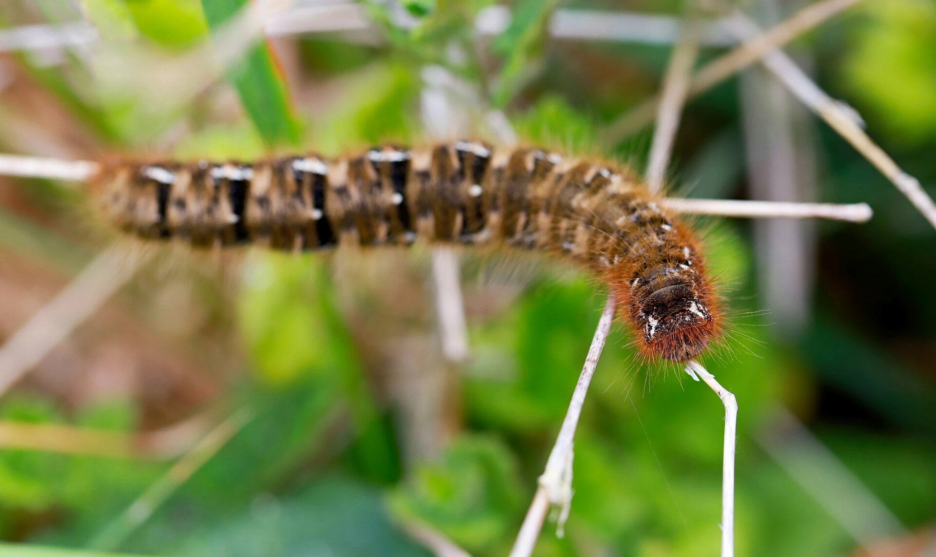 Oak Egger Moth caterpillar