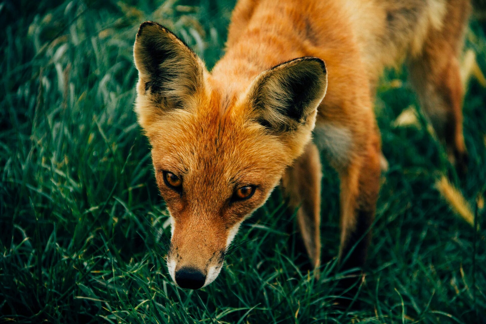 It was a foggy morning in the rough, and out of the mist came this fox, on the hunt for breakfast.