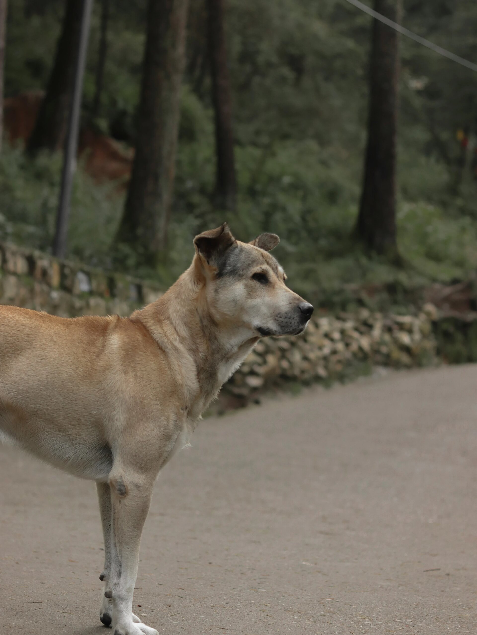 Dog watching something carefully.