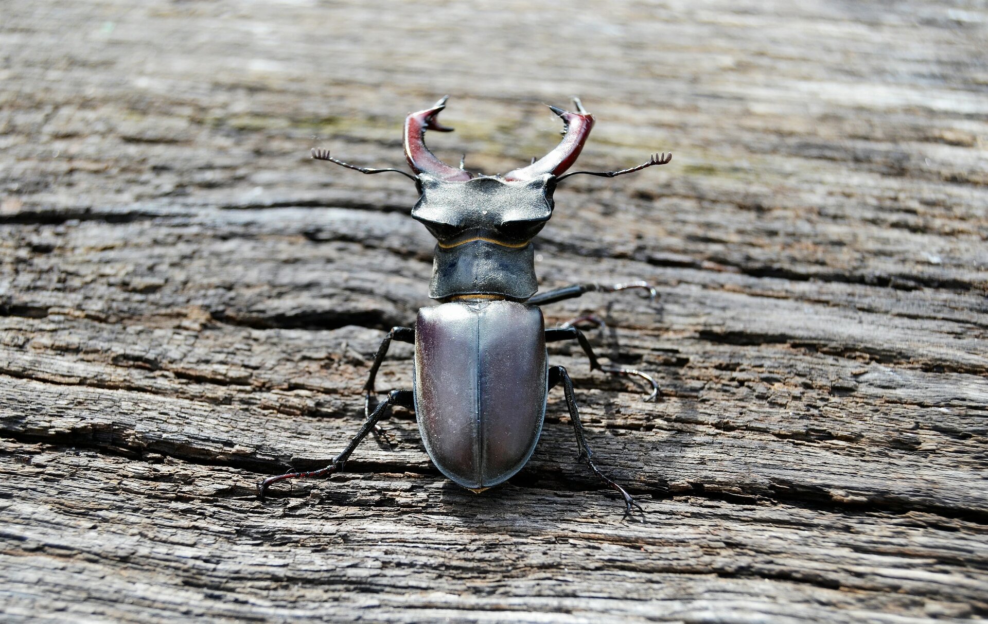 Male stag beetle with long and sharp jaws in wild forest sitting on the trunk of an oak tree, beetle stag consist of big horns, beautiful strong legs, stag beetle ready to attack for your life