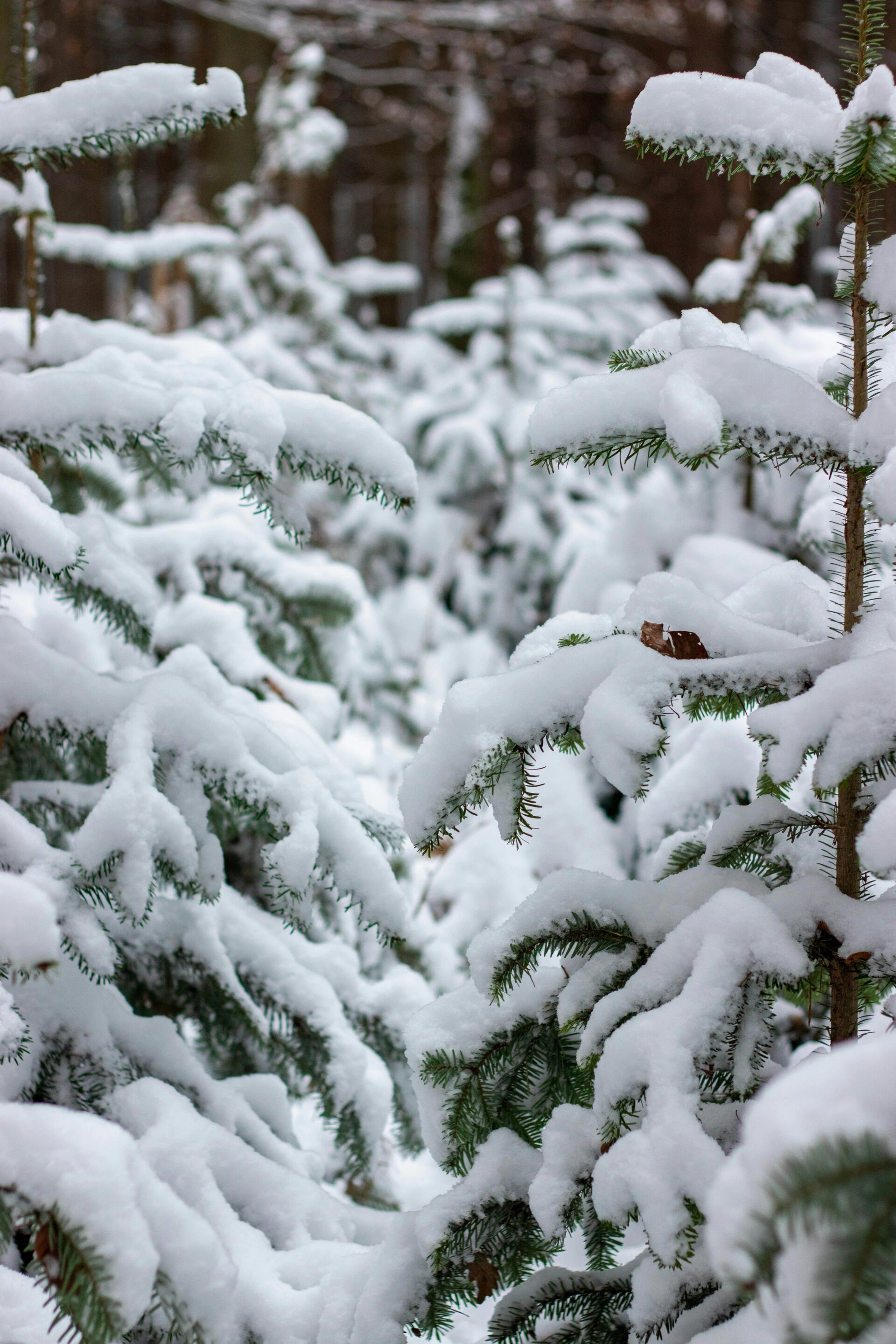Snowy Nordmann Fir tree plantation forest