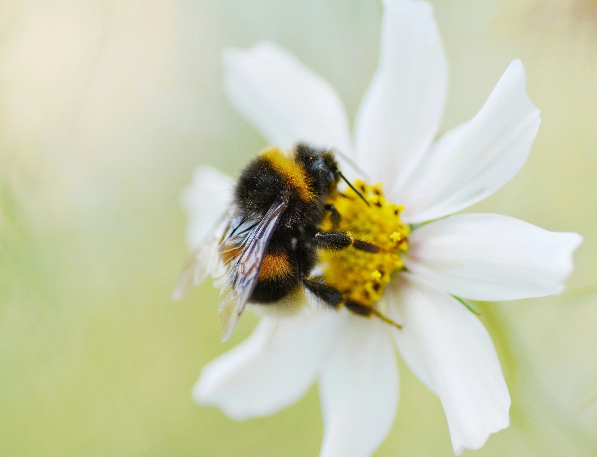 Soft Spring macro