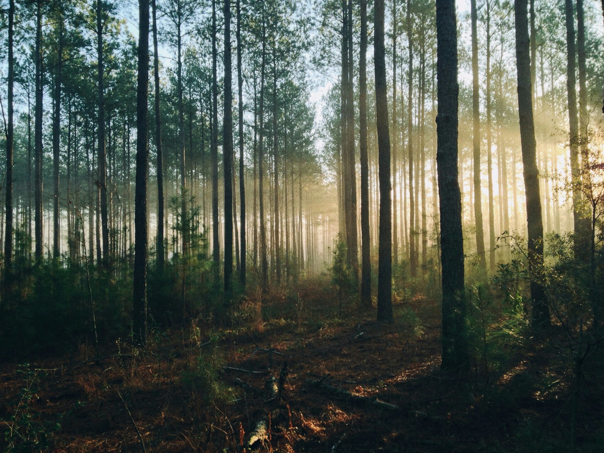 Illuminated woods