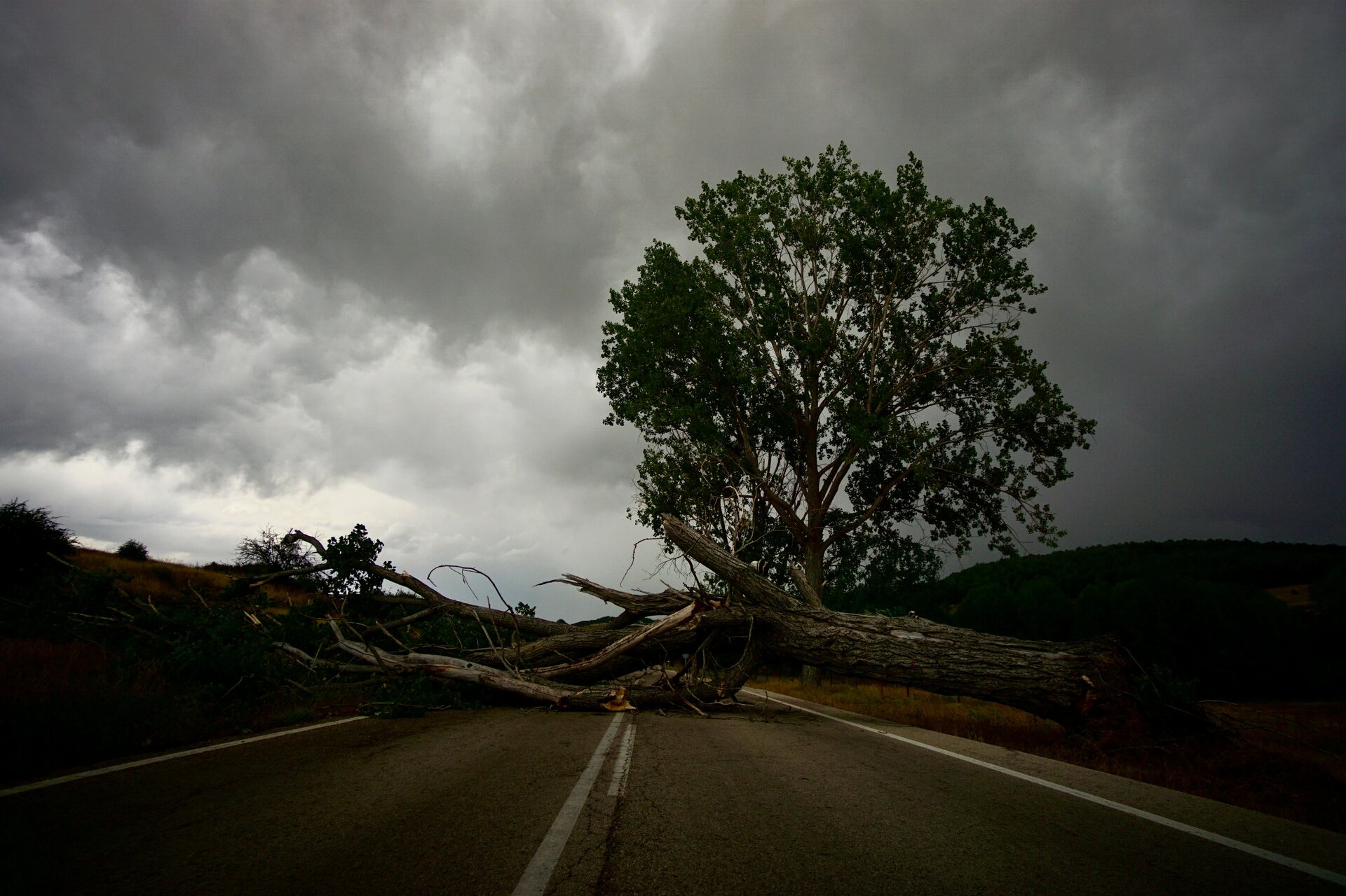 The intransigence of a fallen tree blocking the road.