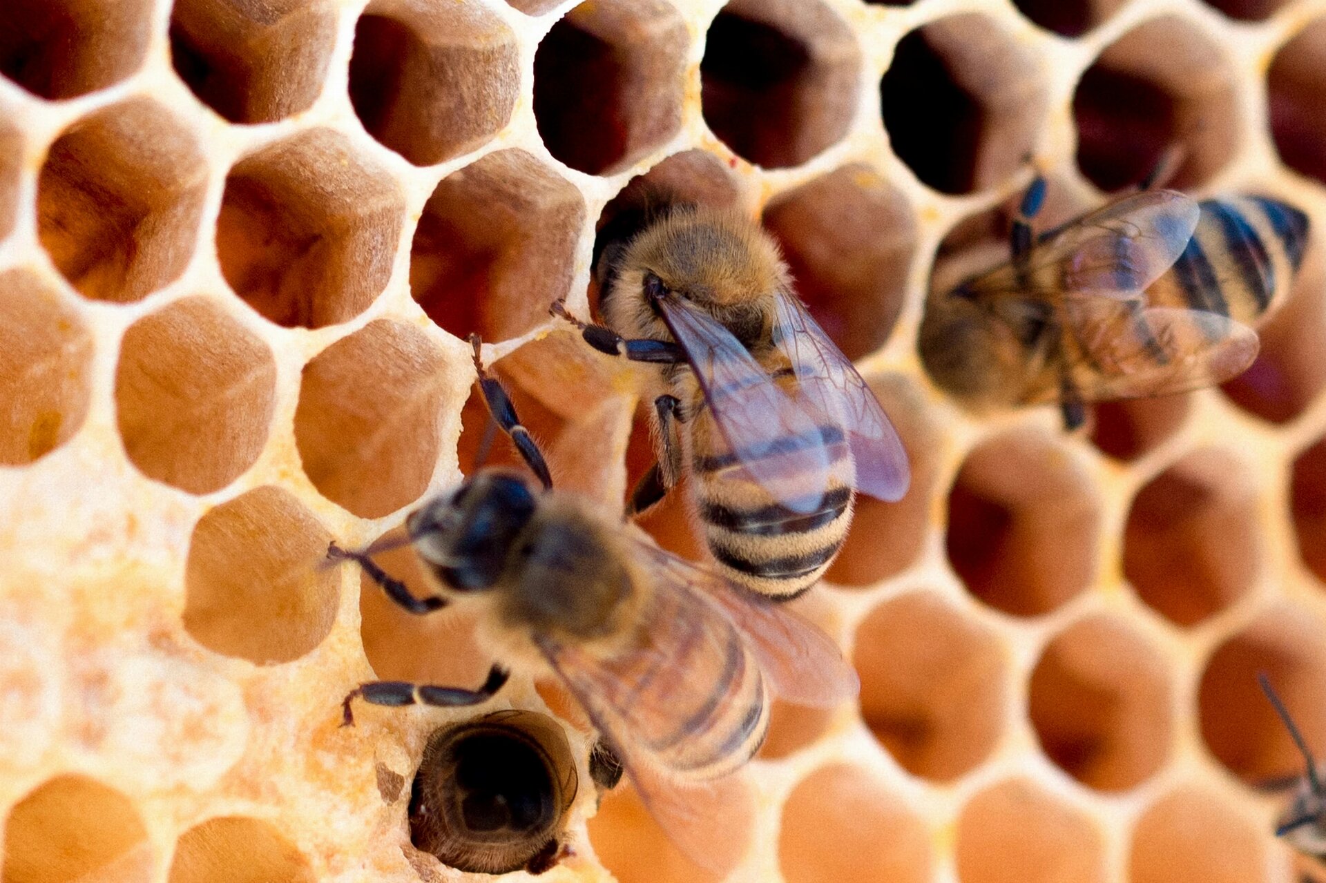 Worker (female) honeybees crawling inside the cells of a honeycomb.
