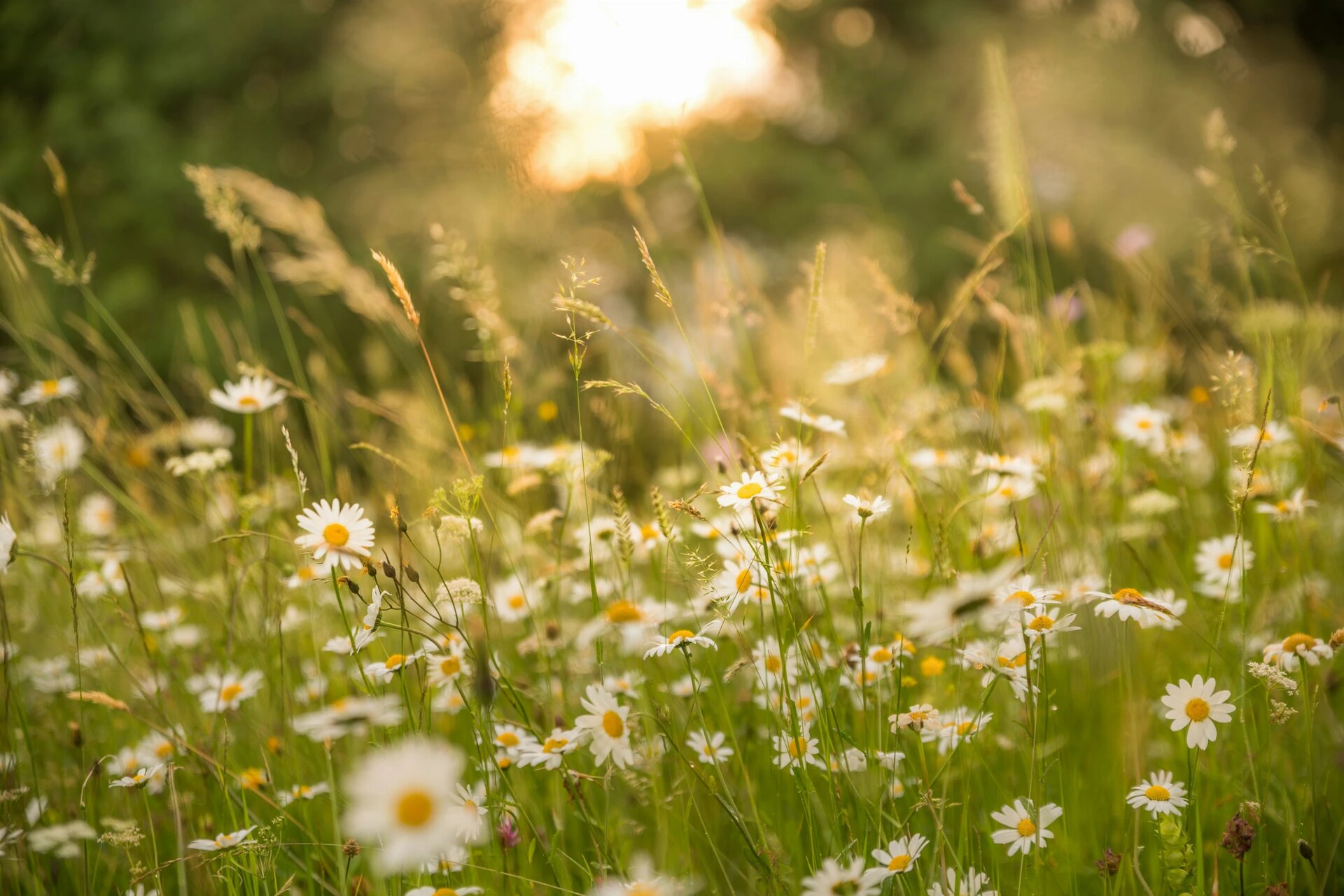 daisies in the evening sun