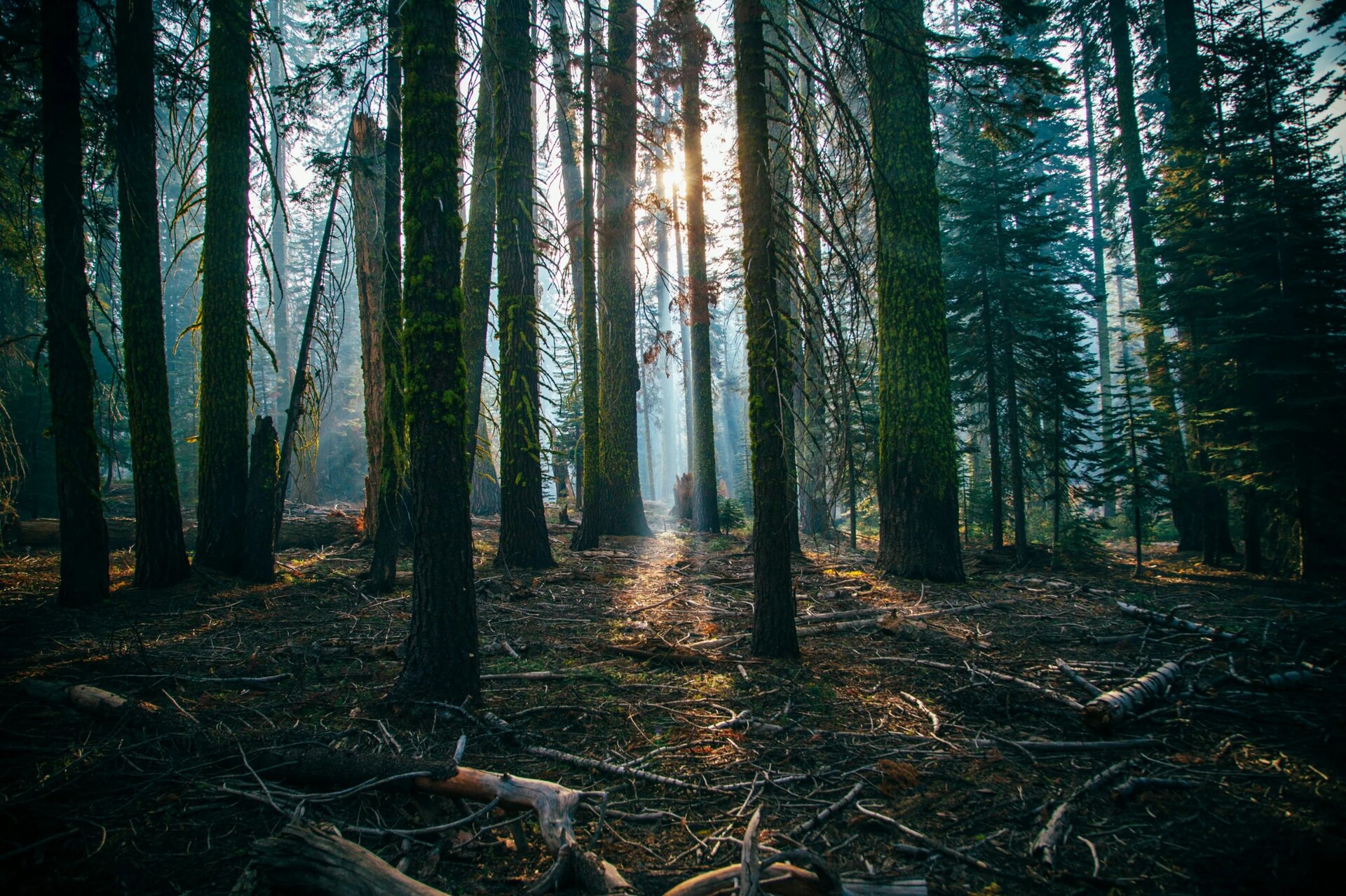 Pacific Forests