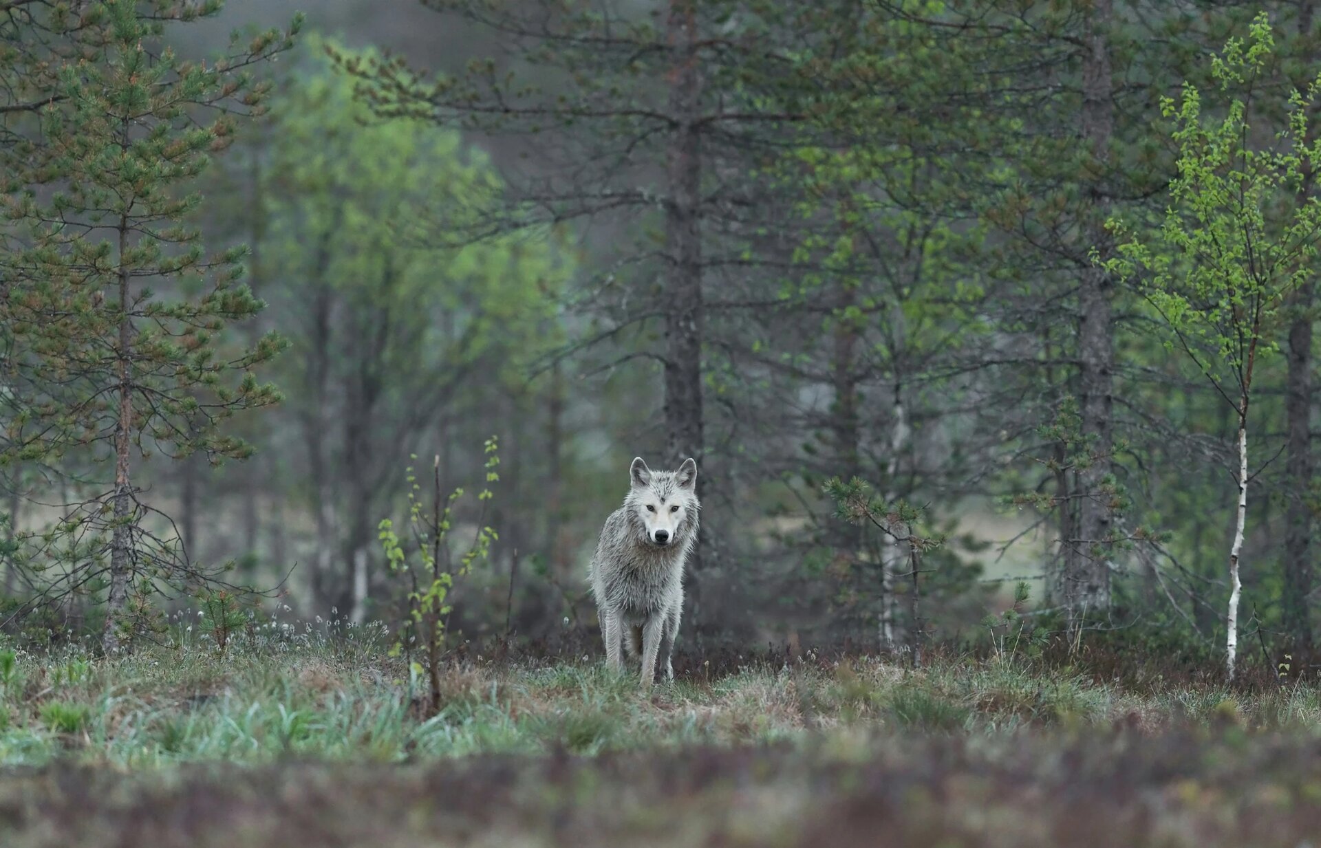 Wolf