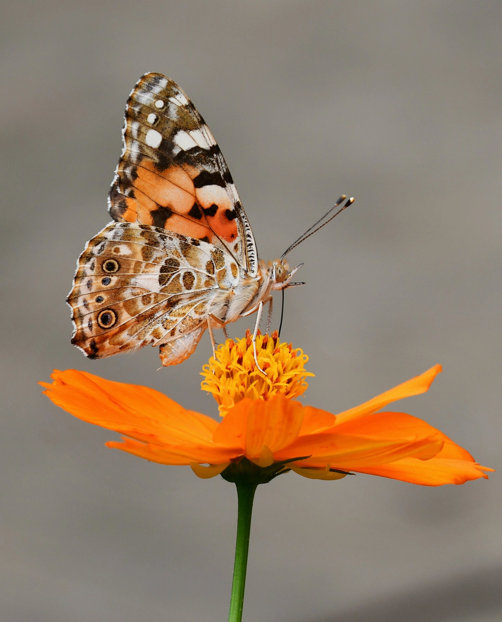 A butterfly settled on flower.