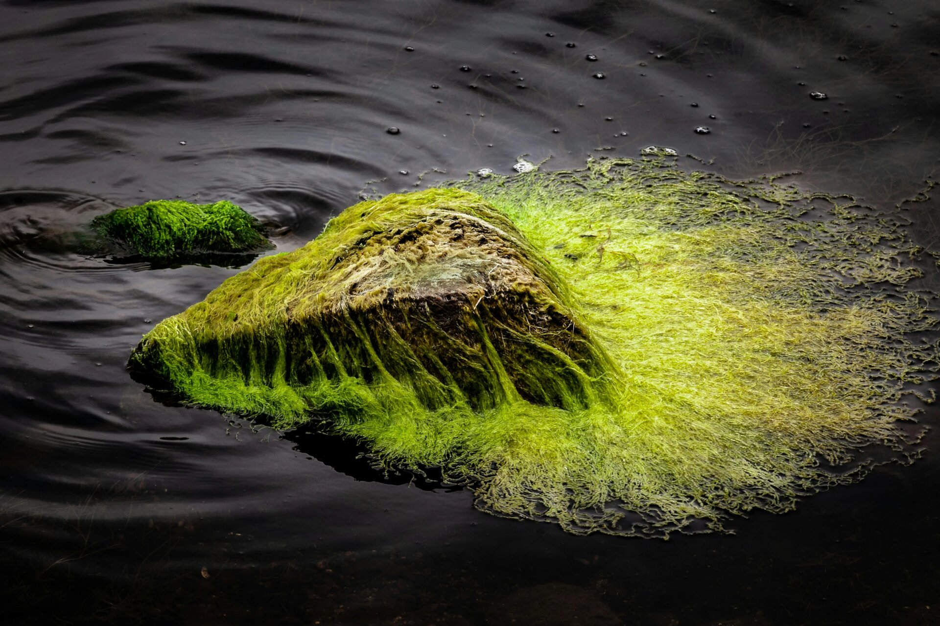 Green algae on Rock in River